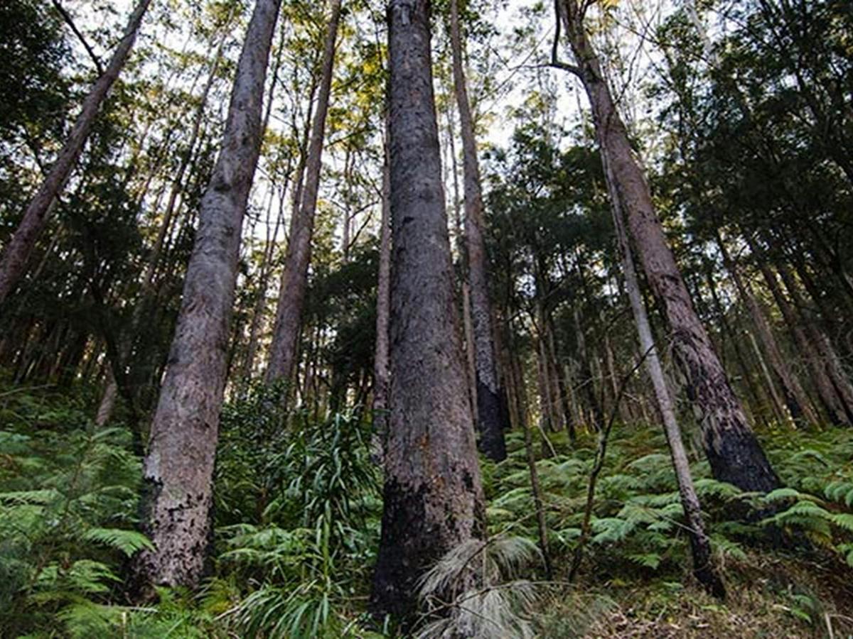 Forest, Willi Willi National Park. Photo: John Spencer &copy; DPIE