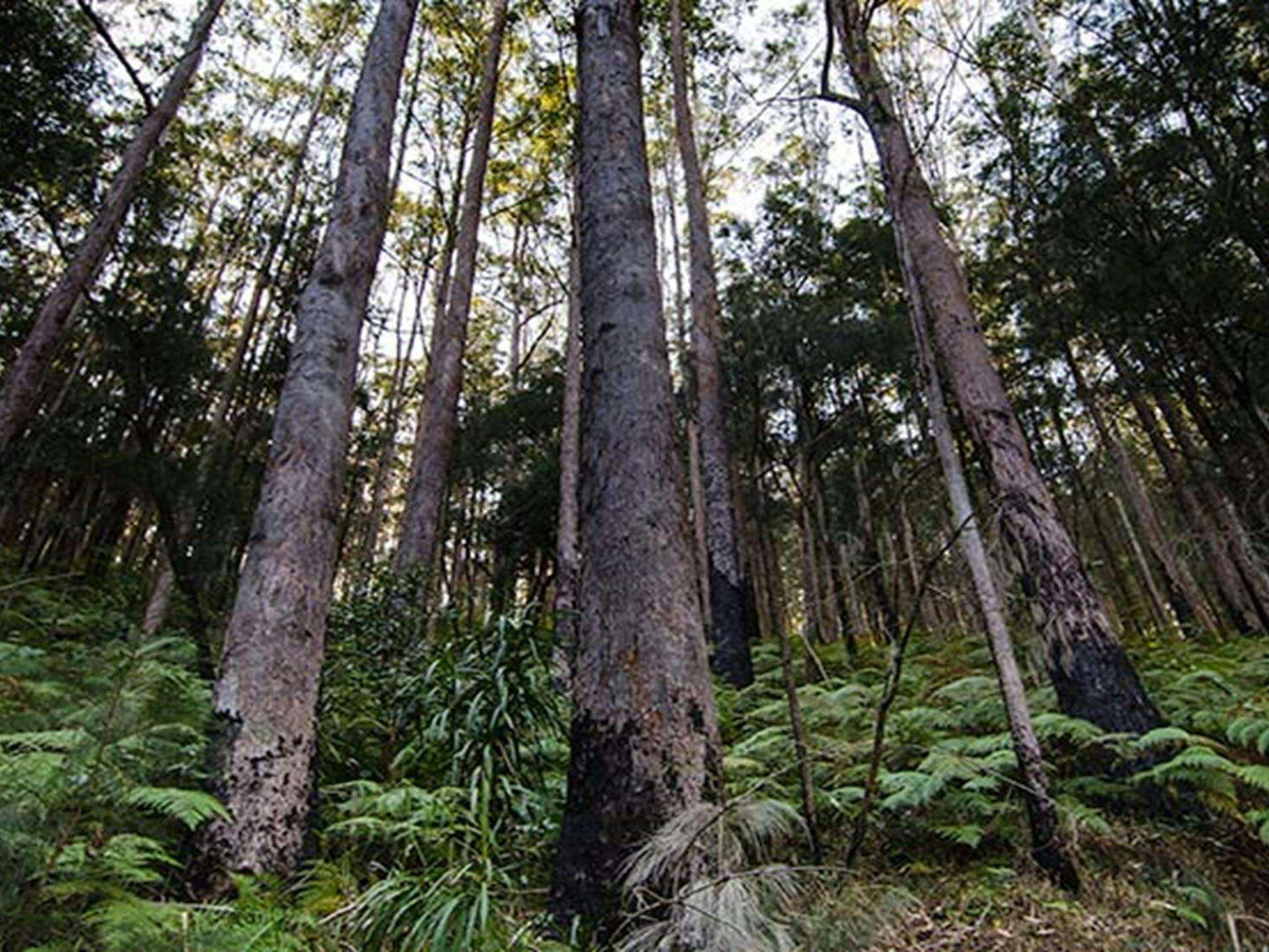 Forest, Willi Willi National Park. Photo: John Spencer &copy; DPIE