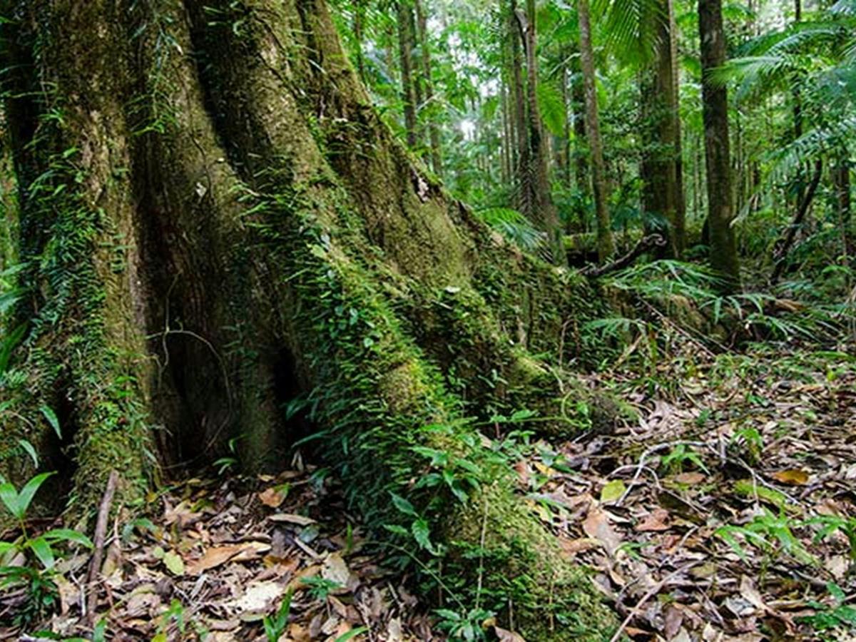 Trunk, Willi Willi National Park. Photo: John Spencer &copy; DPIE