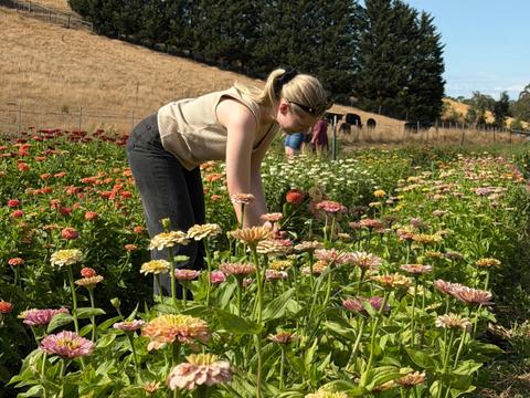 Wattle Gully Flower Farm