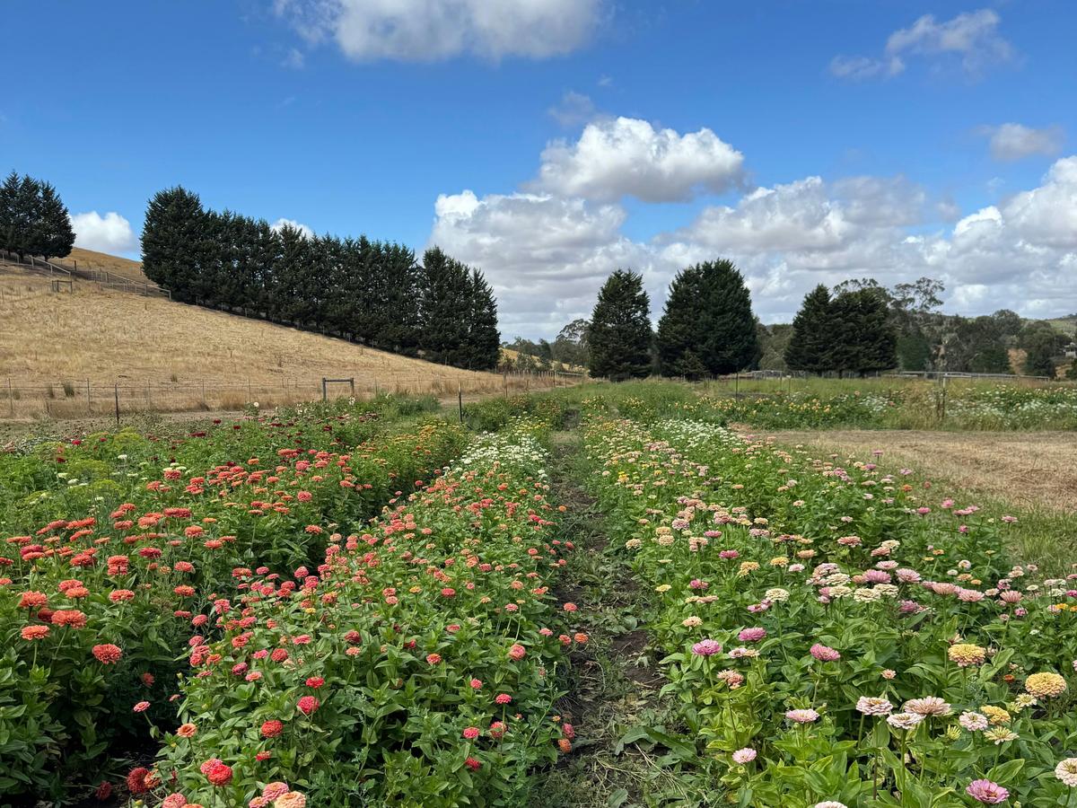 Zinnia in the field