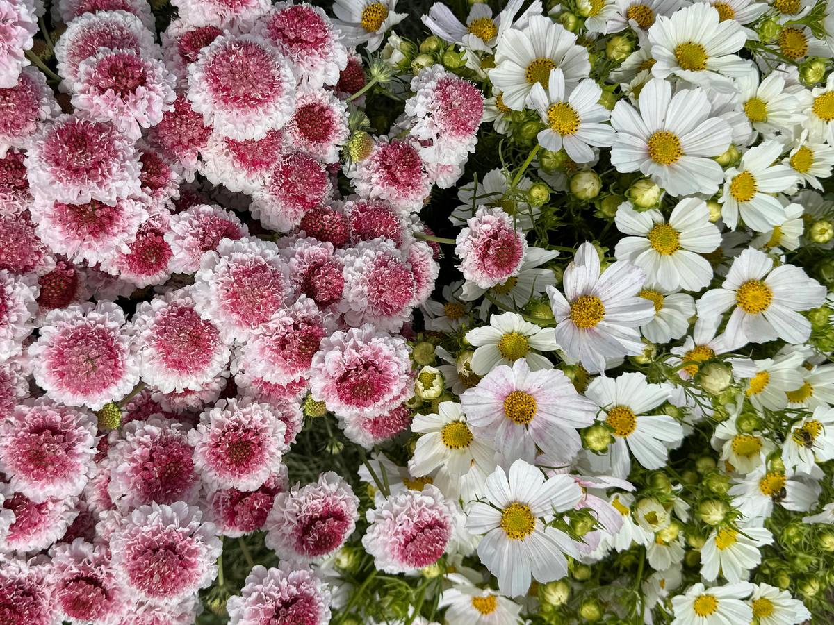 Cosmos & Scabiosa