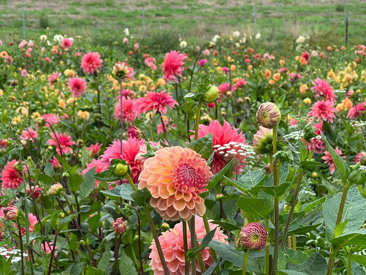 Dahlias