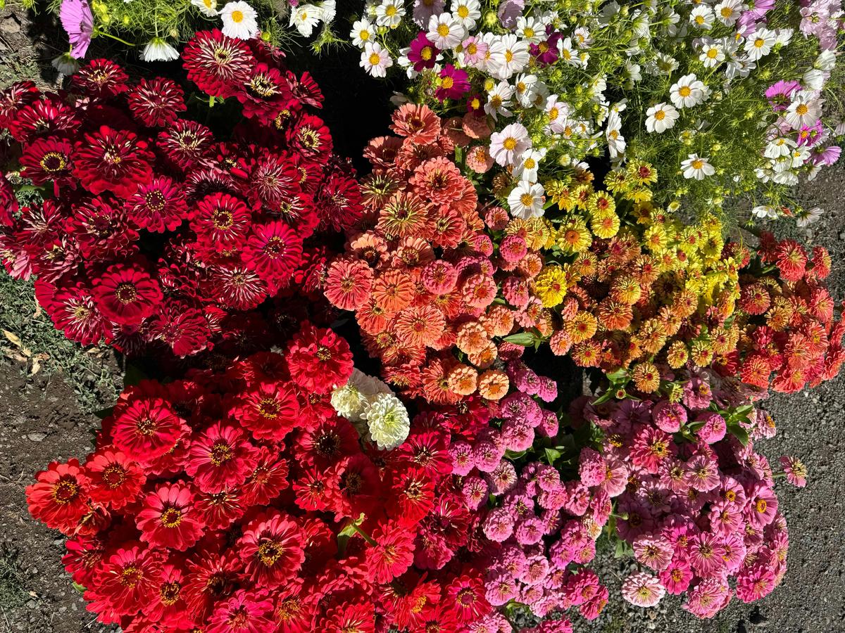 Summer Flowers