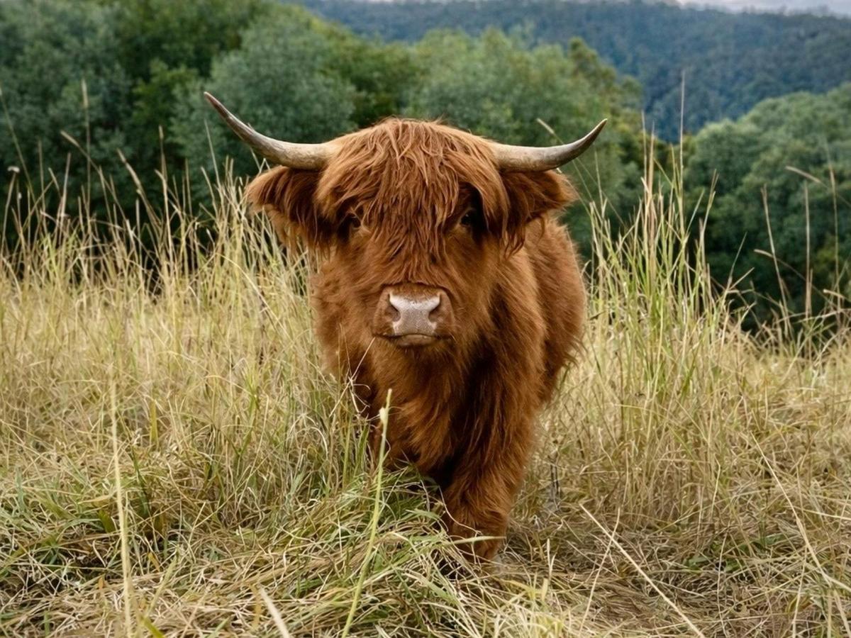 Highland Cow at Two Little Witches Cottage Retreats