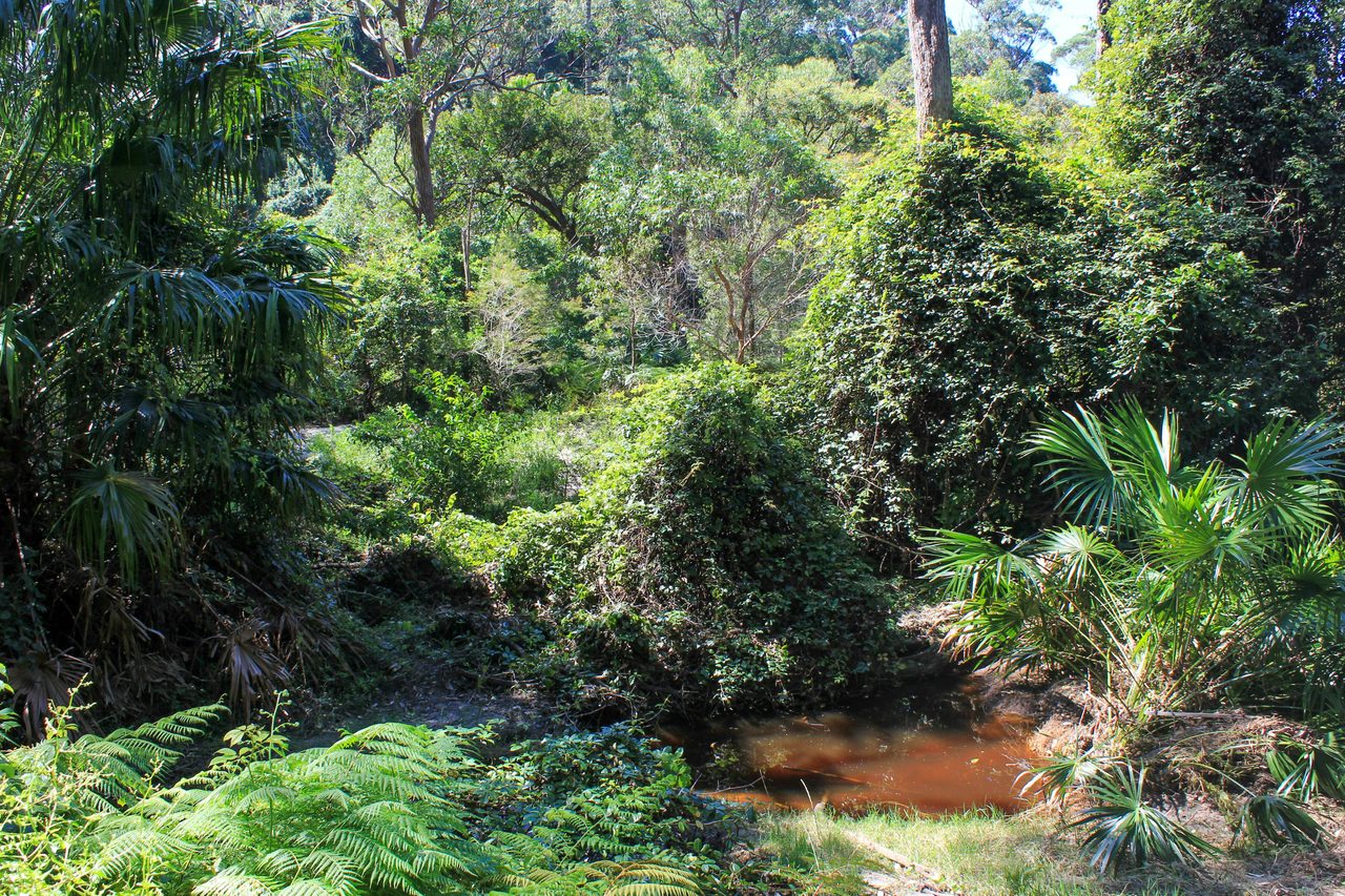 Warriewood wetlands