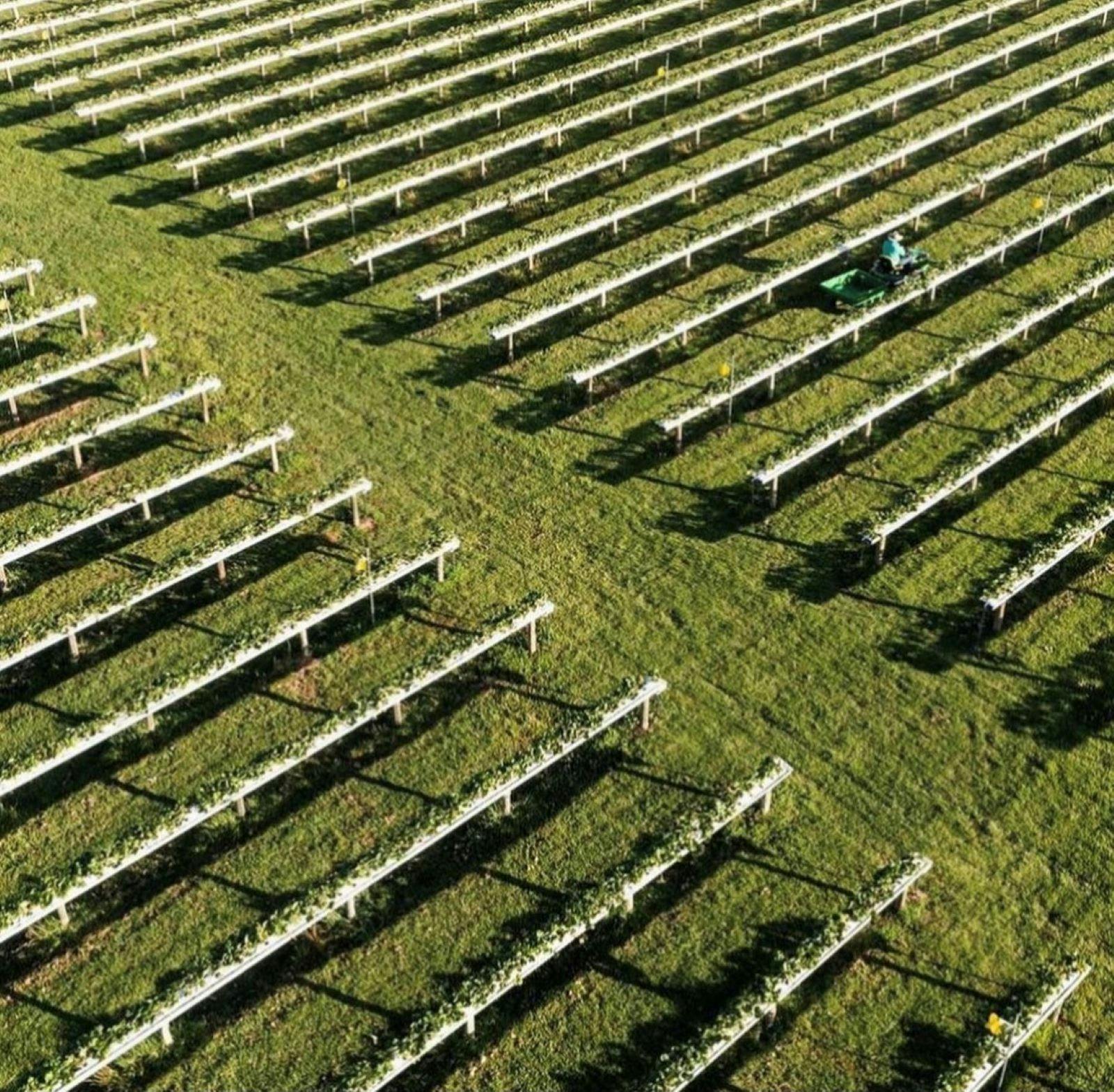 Strawberry fields