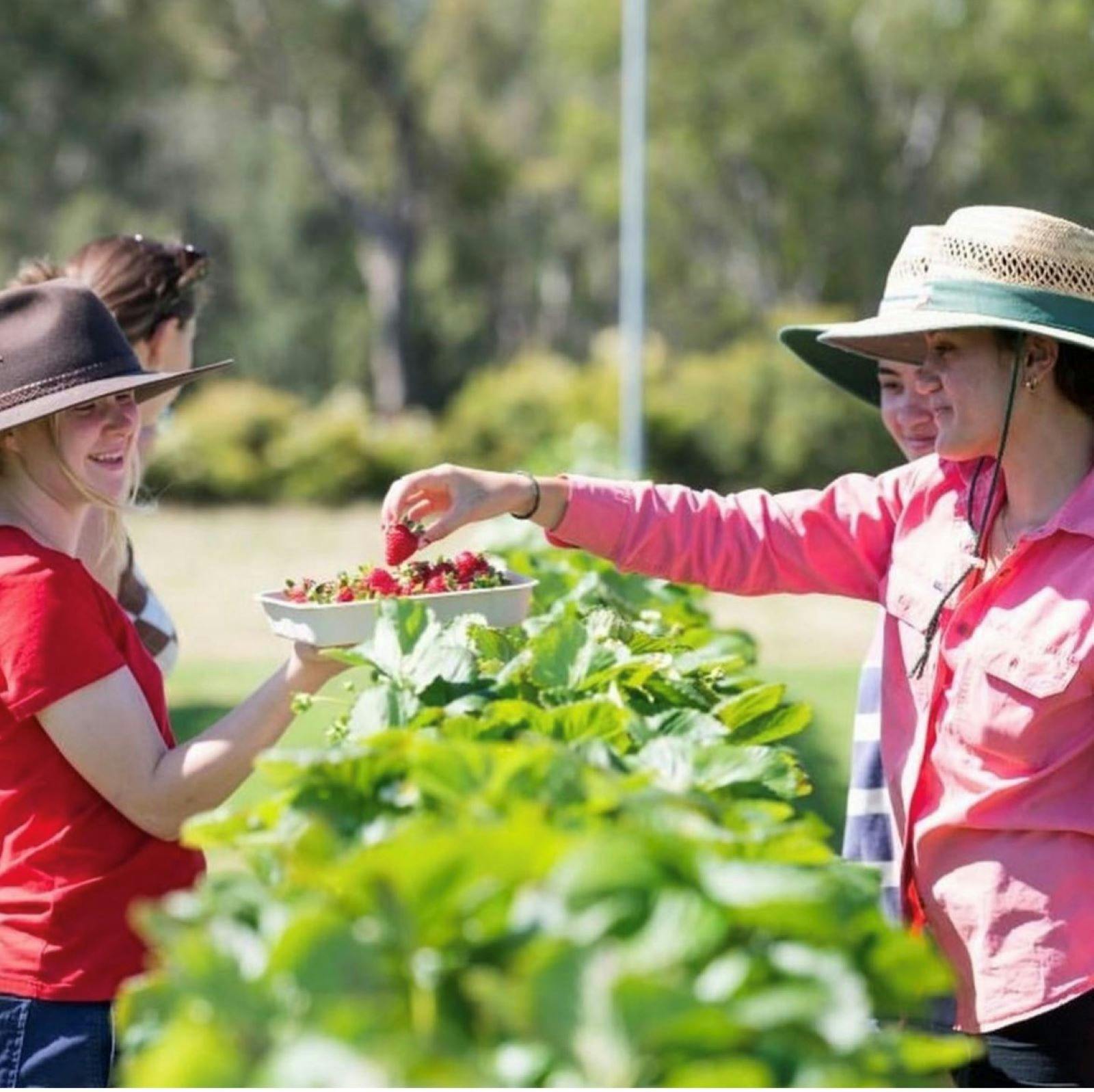 Strawberry Picking