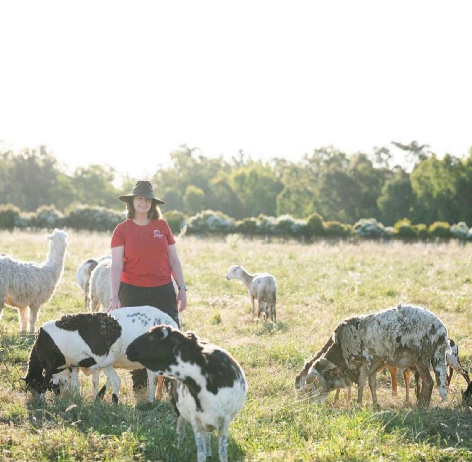 Damara sheep