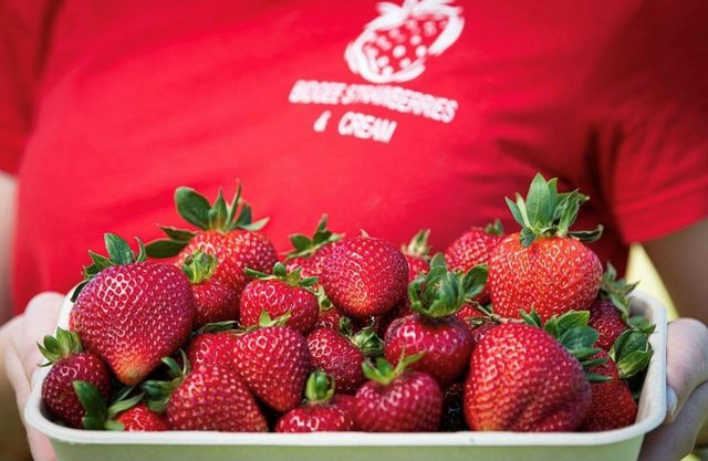 Bidgee Strawberries and Cream