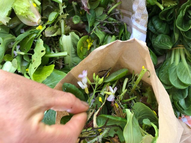 Yamba Farmers and Producers Market