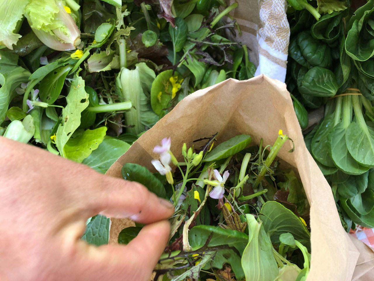 Freshly harvest salad greens.
