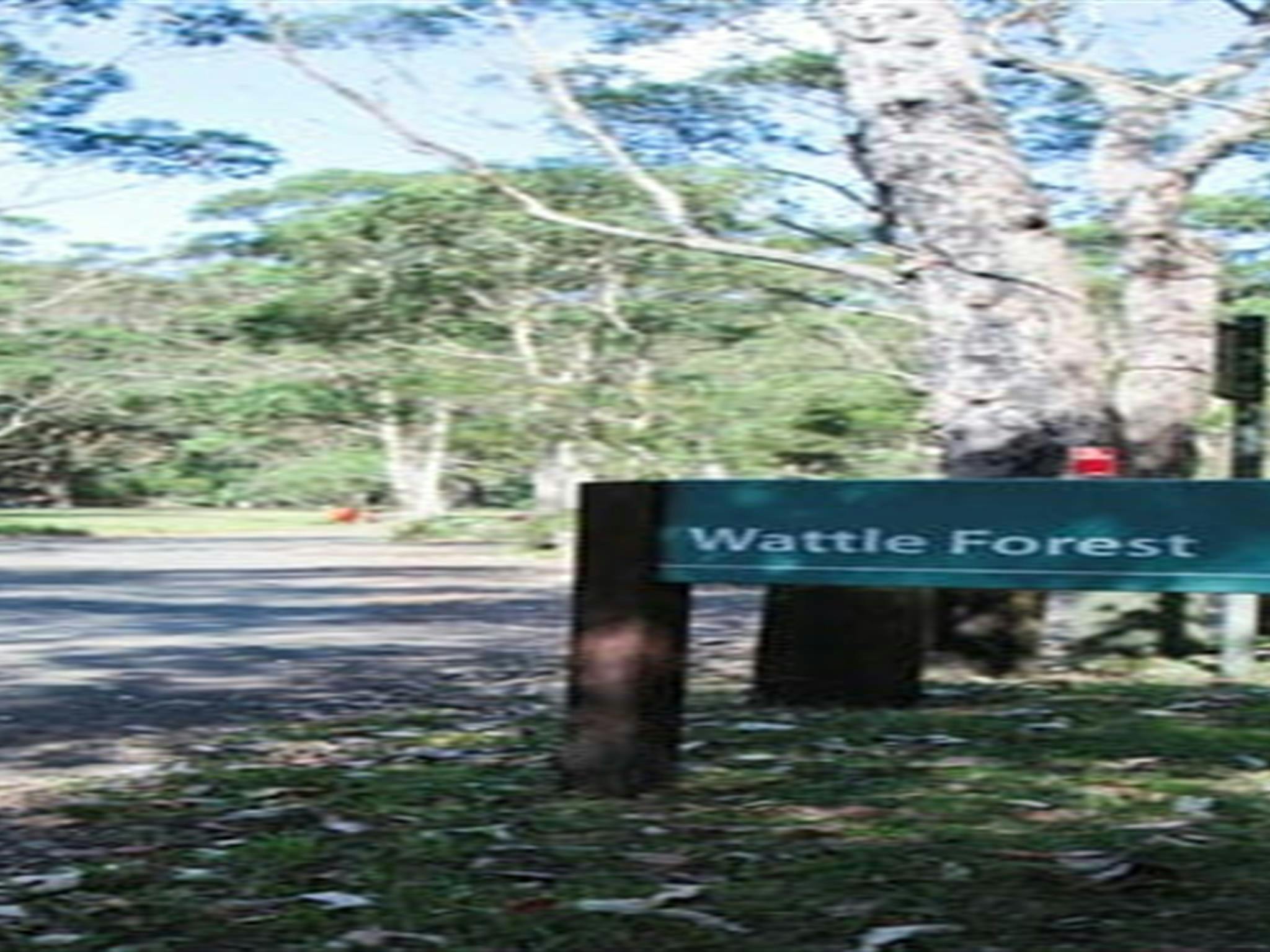 Wattle Forest picnic area, Royal National Park. Photo: Andy Richards/NSW Government