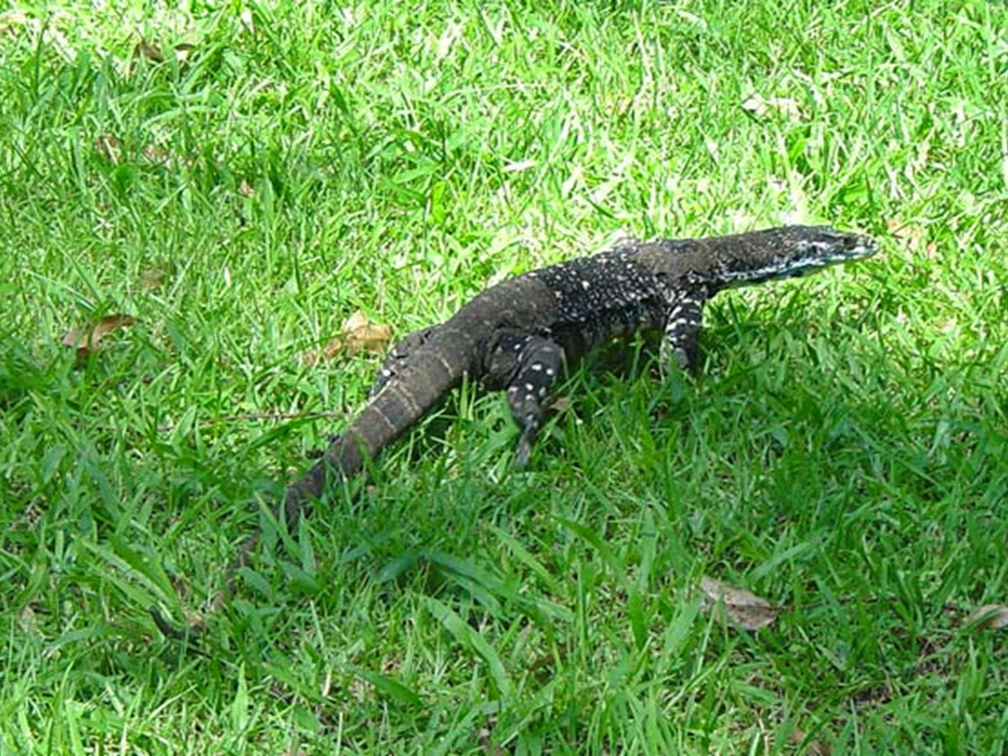 Woolgoolga Creek picnic area, Sherwood Nature Reserve. Photo: Lynn Rees &copy; OEH