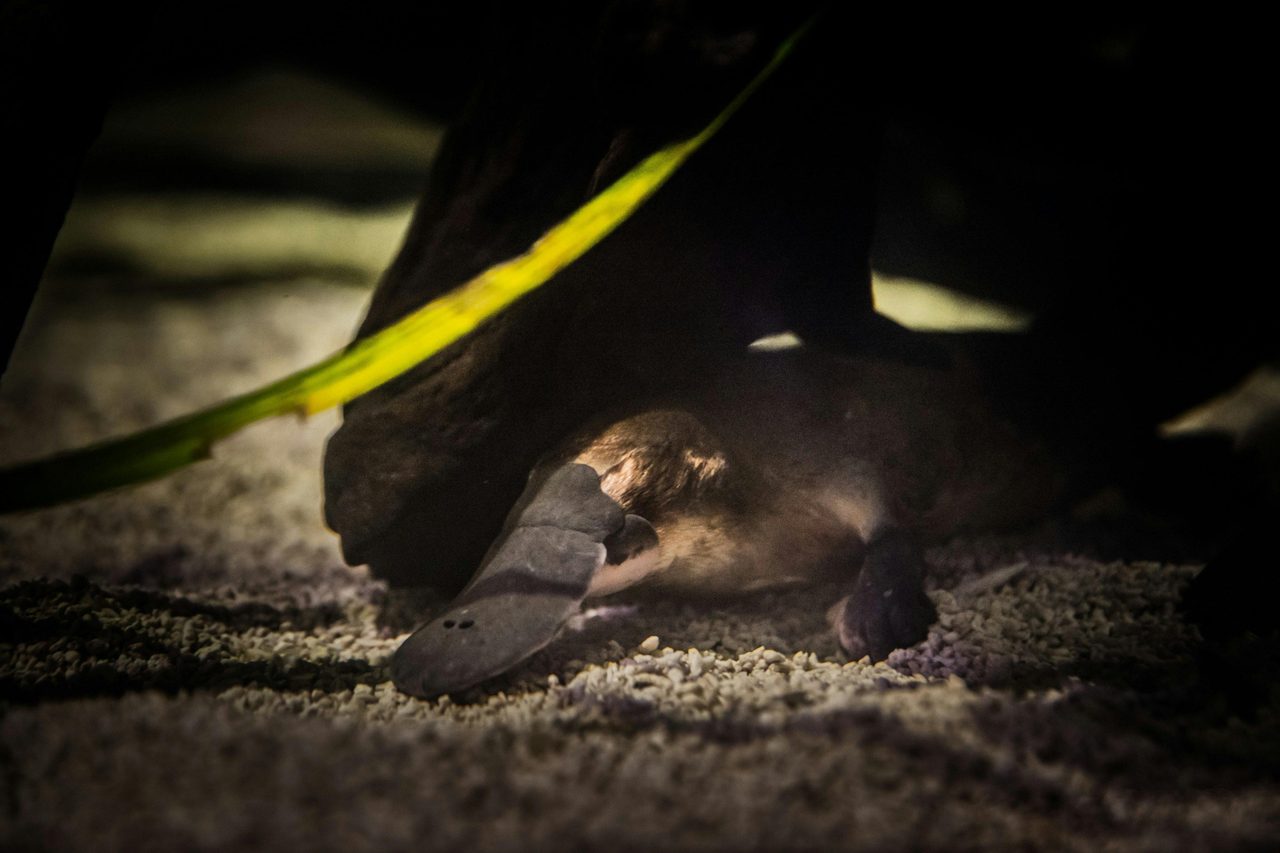 Zoey the Platypus