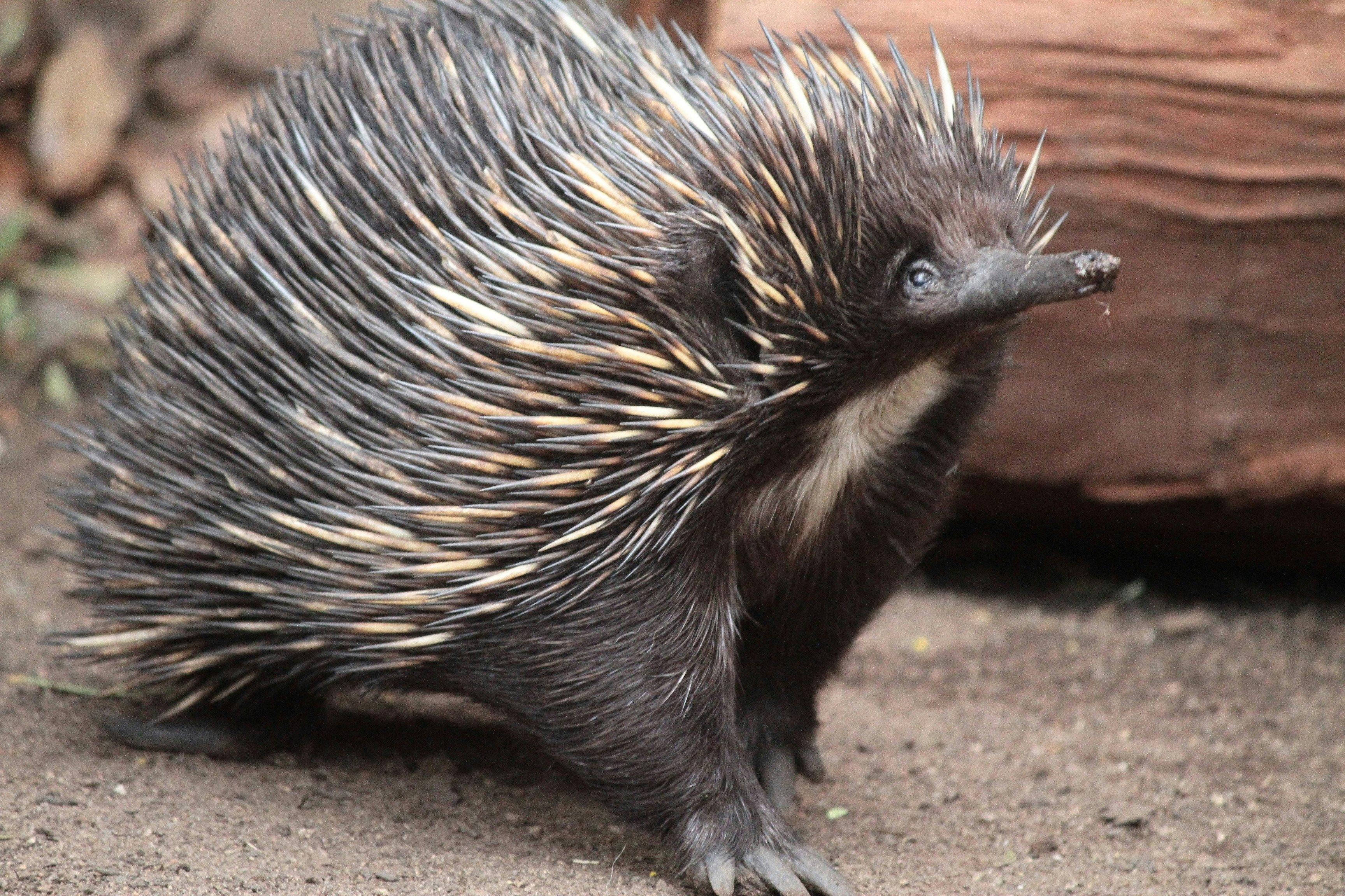 Echidna at WILD LIFE Sydney Zoo