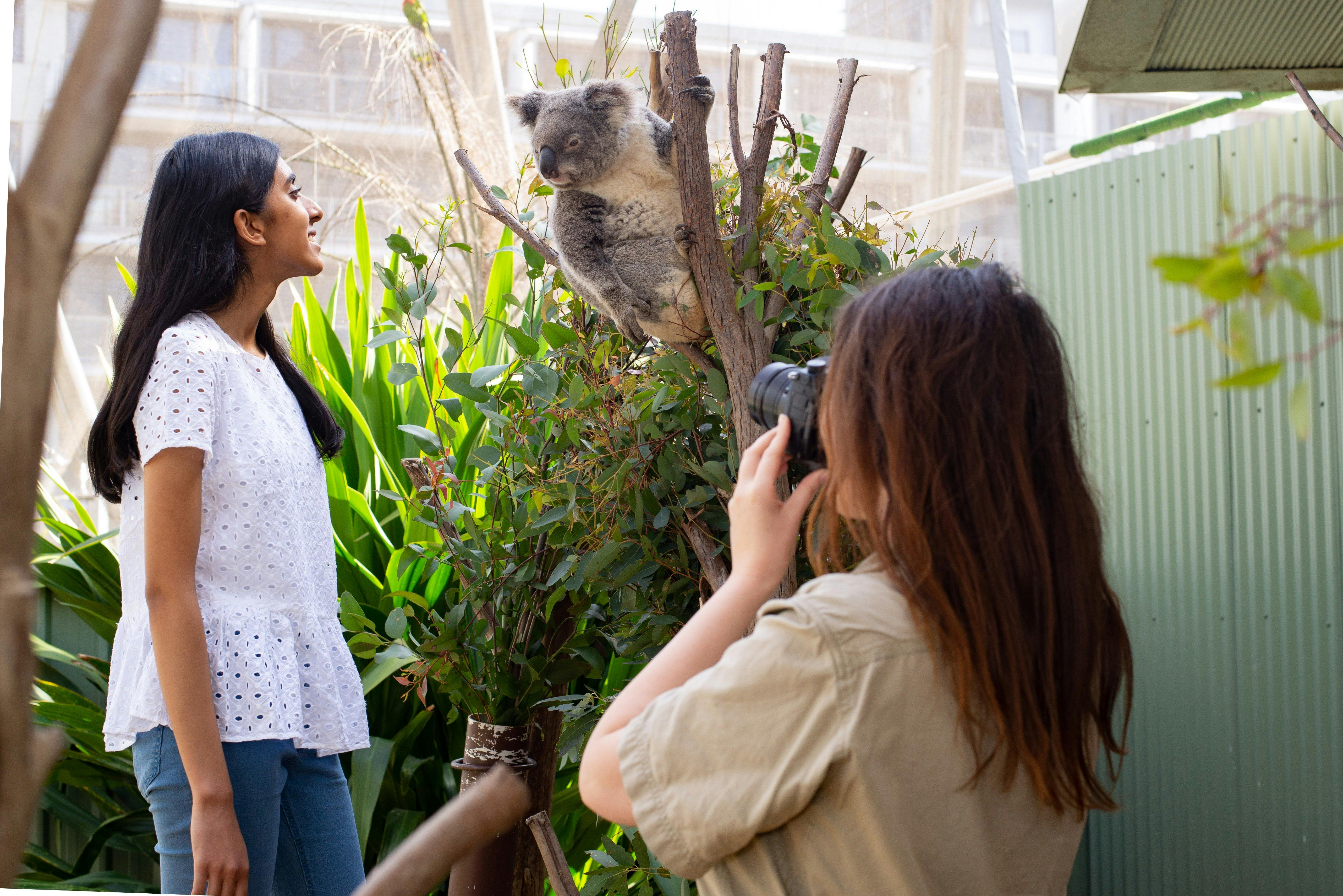 Koala Encounter