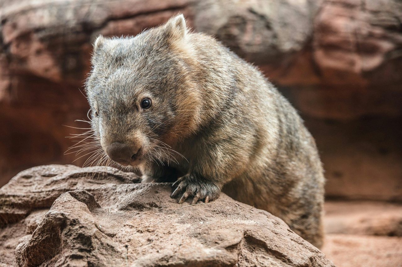 Ringo the Wombat