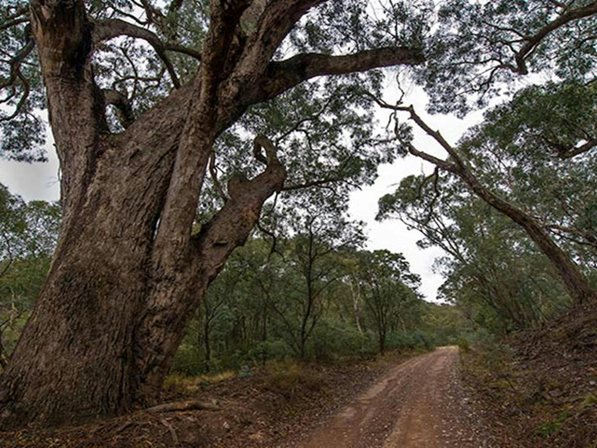 Yanununbeyan State Conservation Area. Photo: John Spencer/NSW Government
