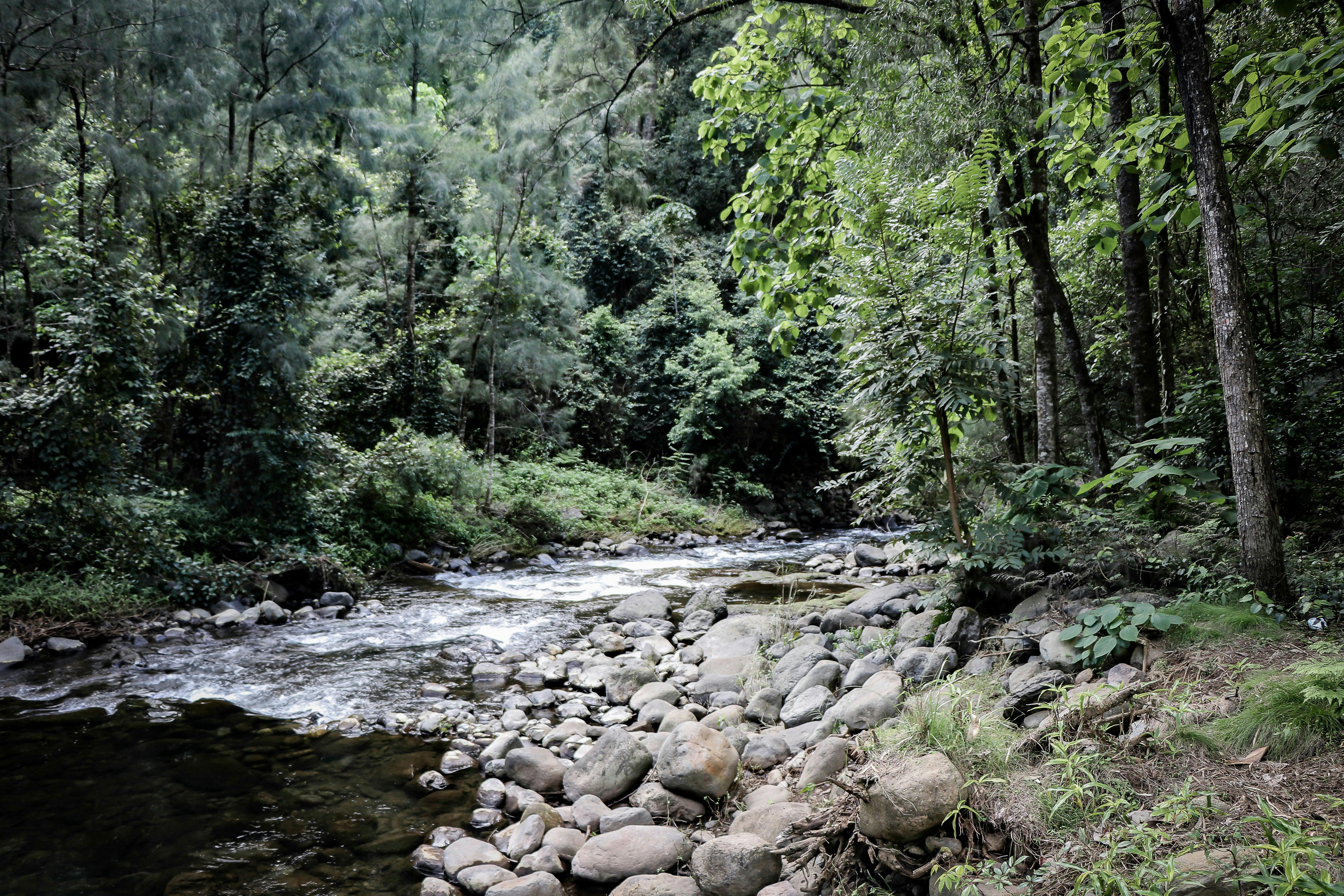 Allyn River at White Rock