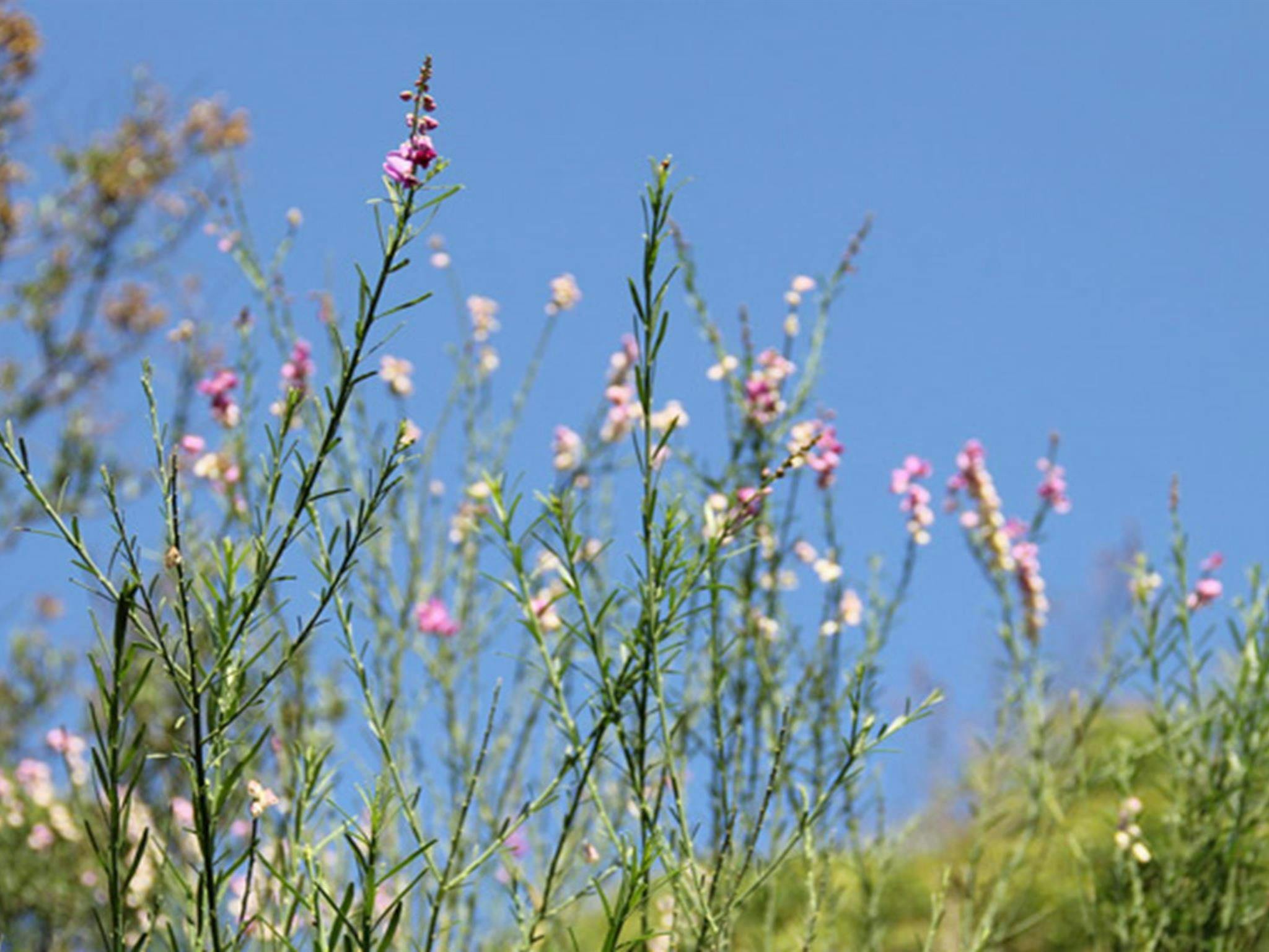 Wildflowers in William Howe Regional Park. Photo: John Yurasek/OEH