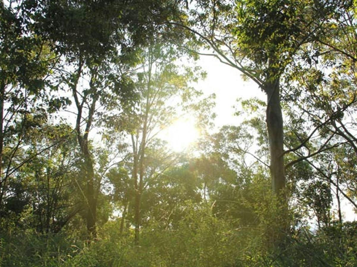 Sun shining through the trees in William Howe Regional Park. Photo: John Yurasek/OEH