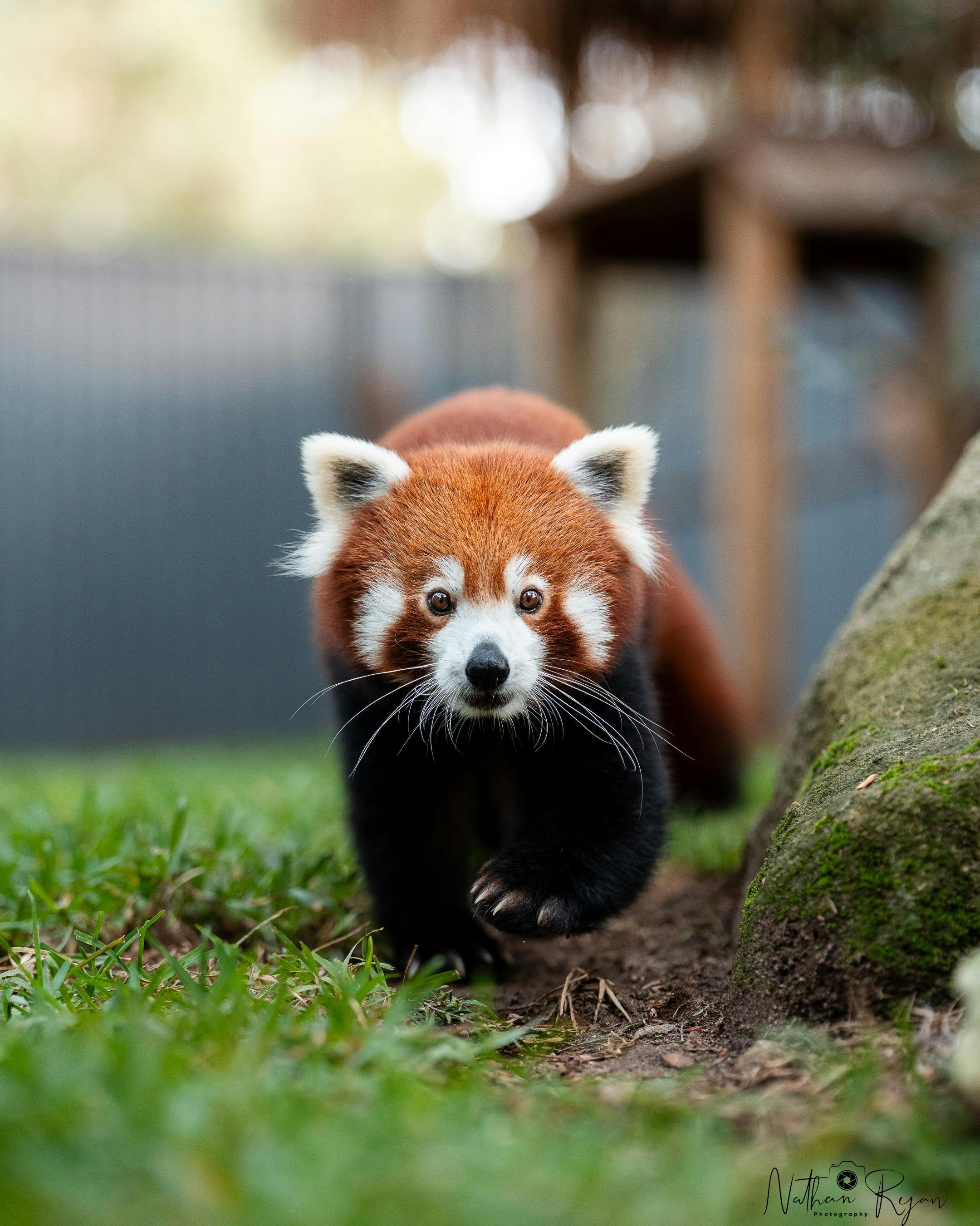 Zambi has welcomed Phinju, a Red Panda to stay with us for an extended holiday.