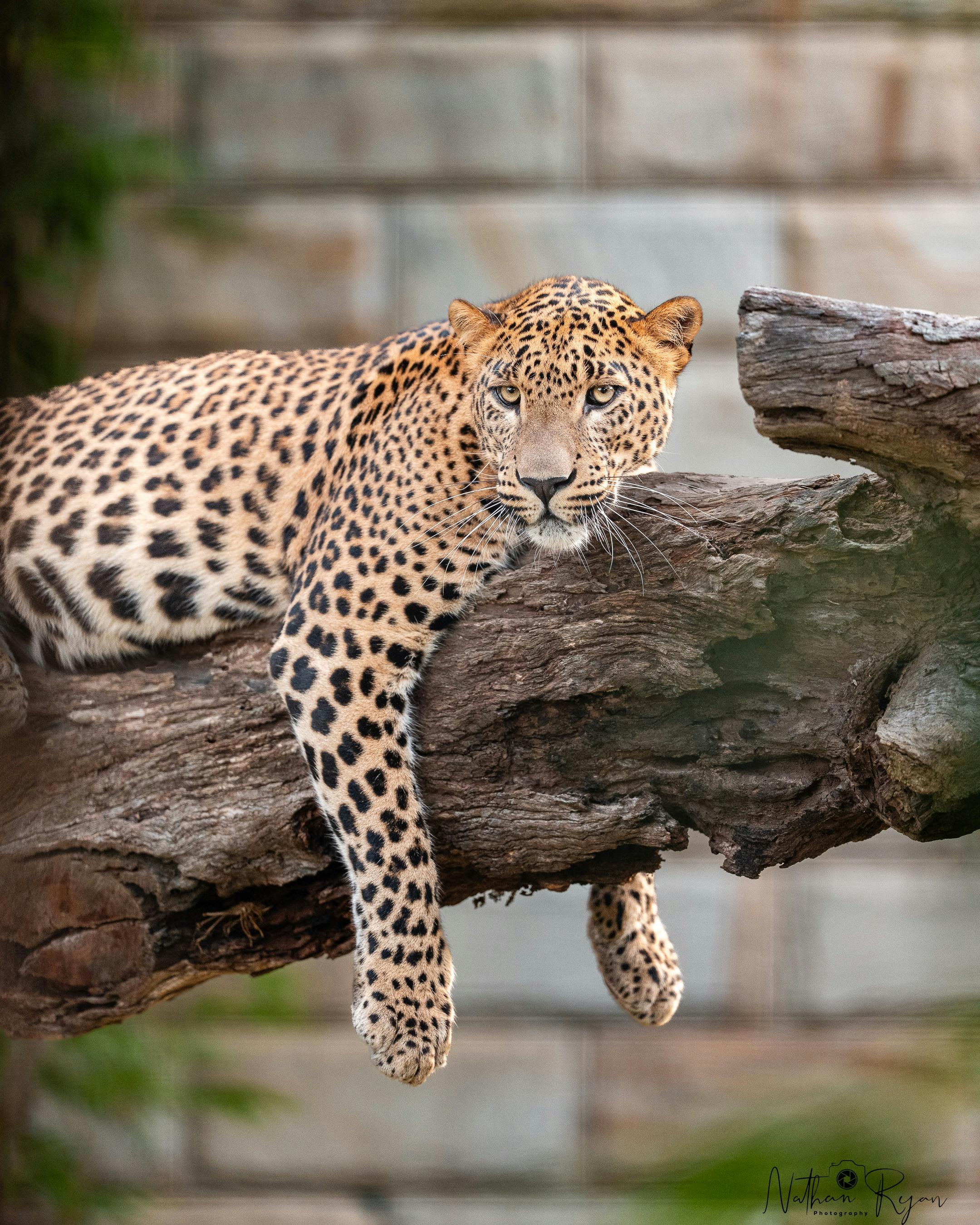 Meet Phoenix, the leopard