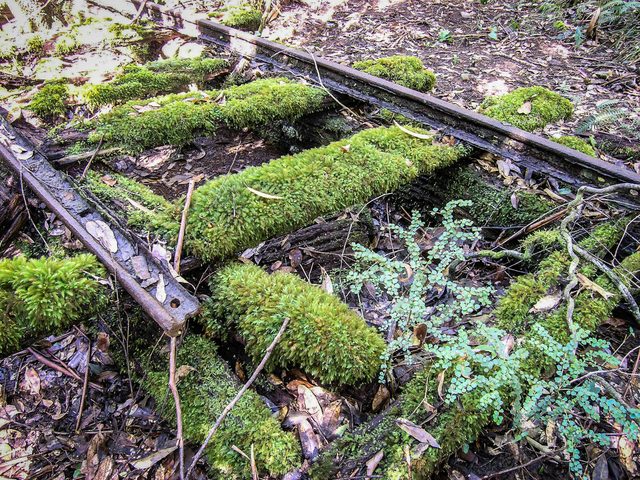 Wootton Historical Railway Walk - Wang Wauk State Forest