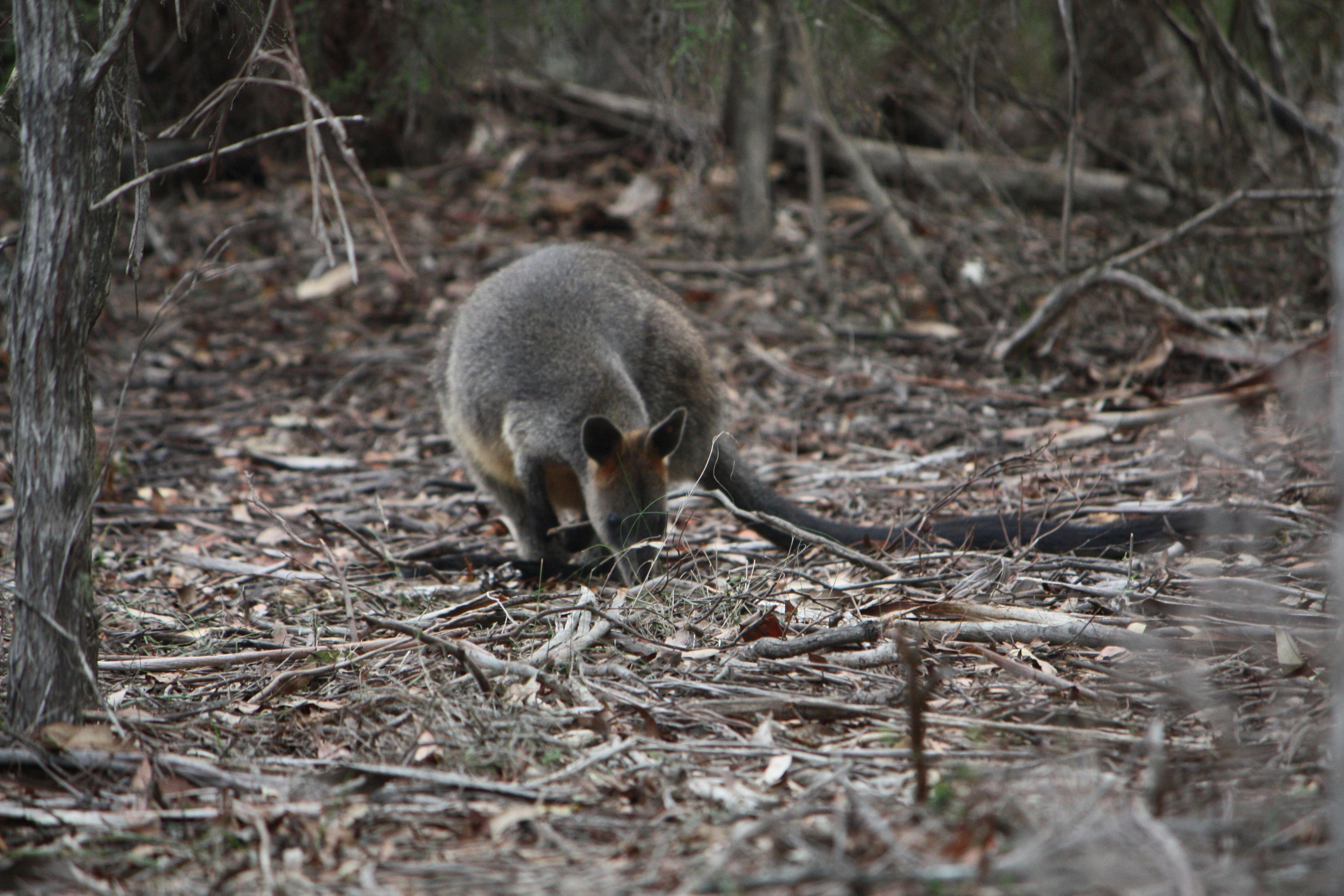 Yili-njili Cycle and Walkway
