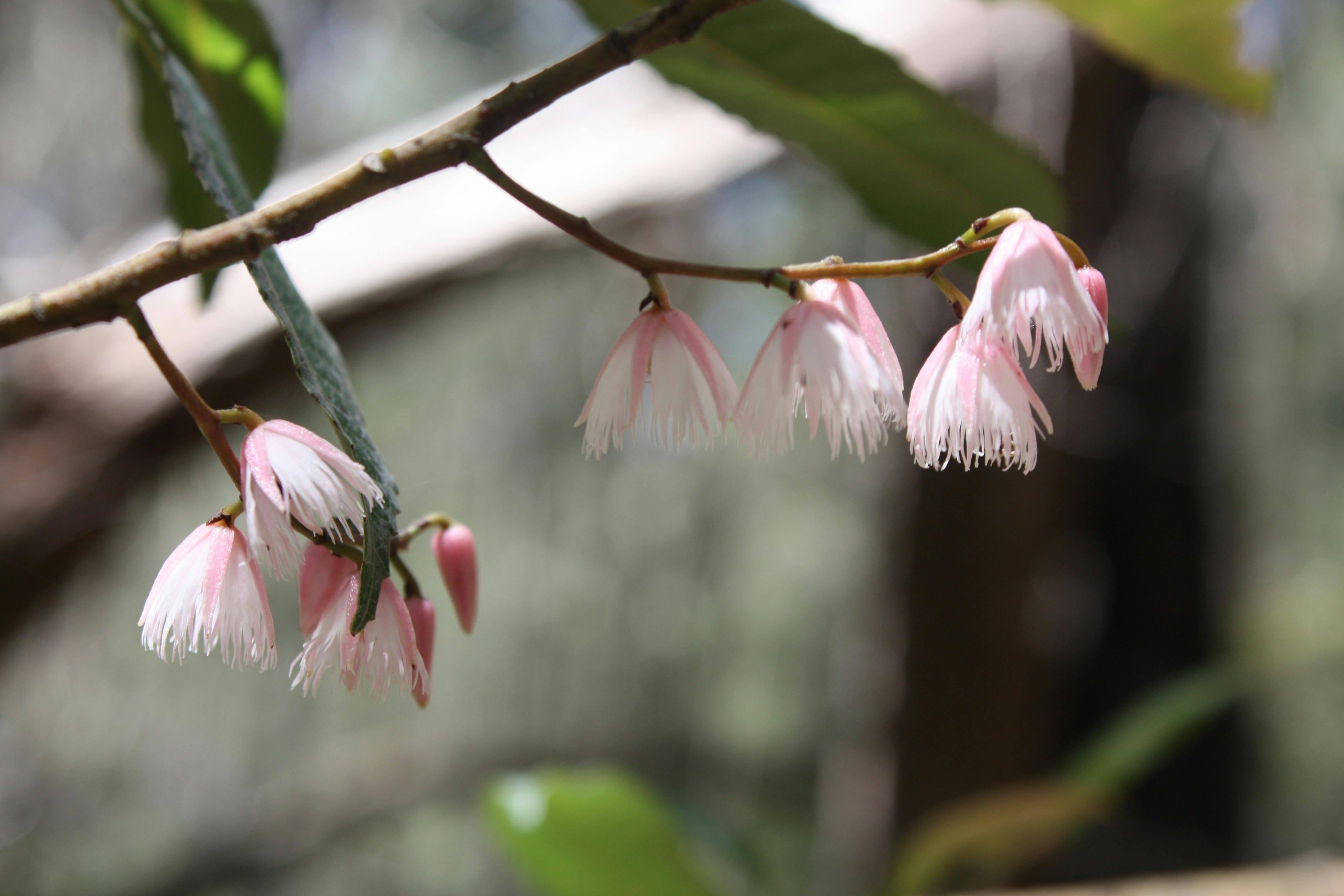 Yili-njili Cycle and Walkway