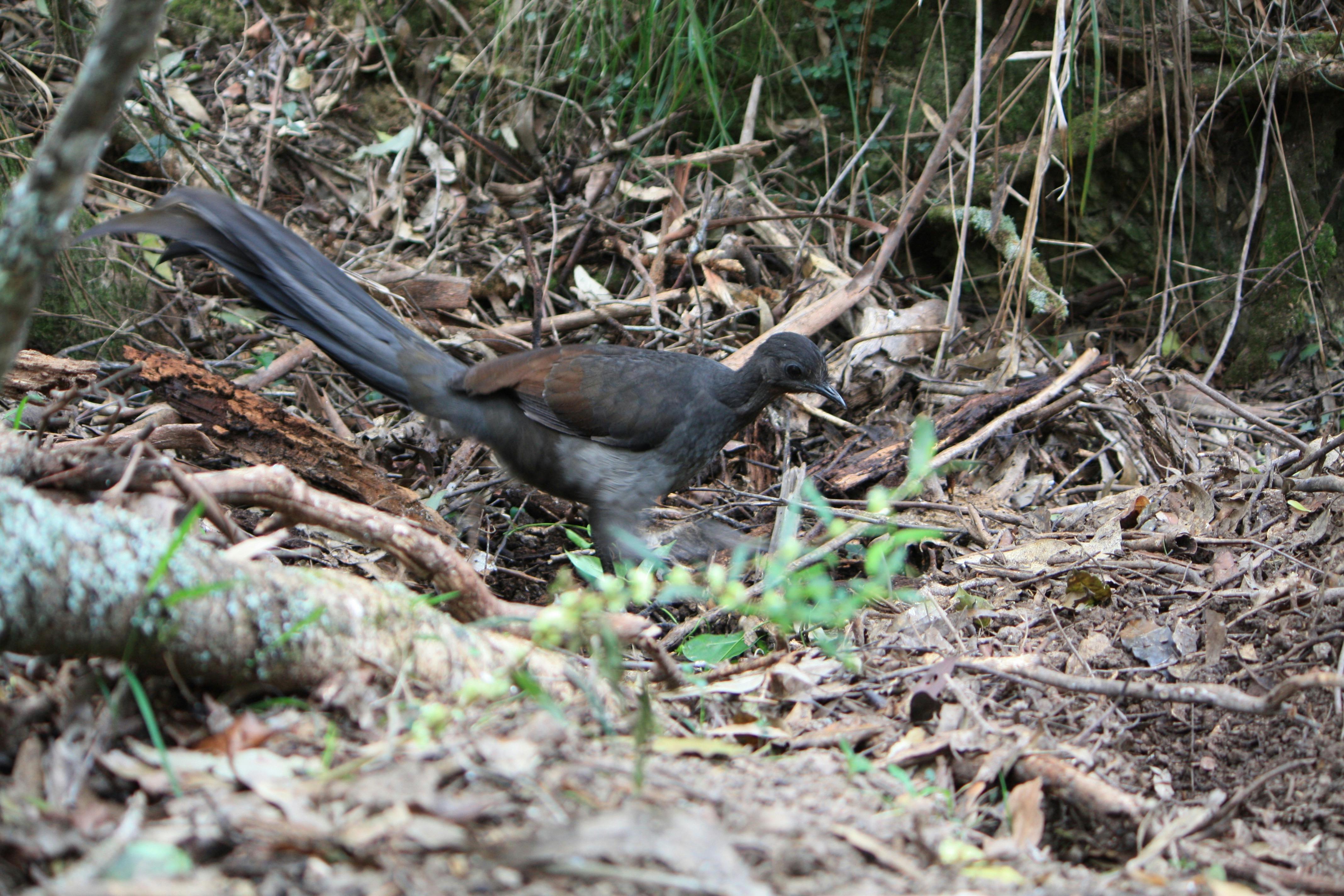 Yili-njili Cycle and Walkway