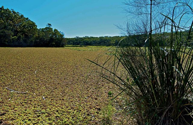 Yeramba Lagoon Loop Track