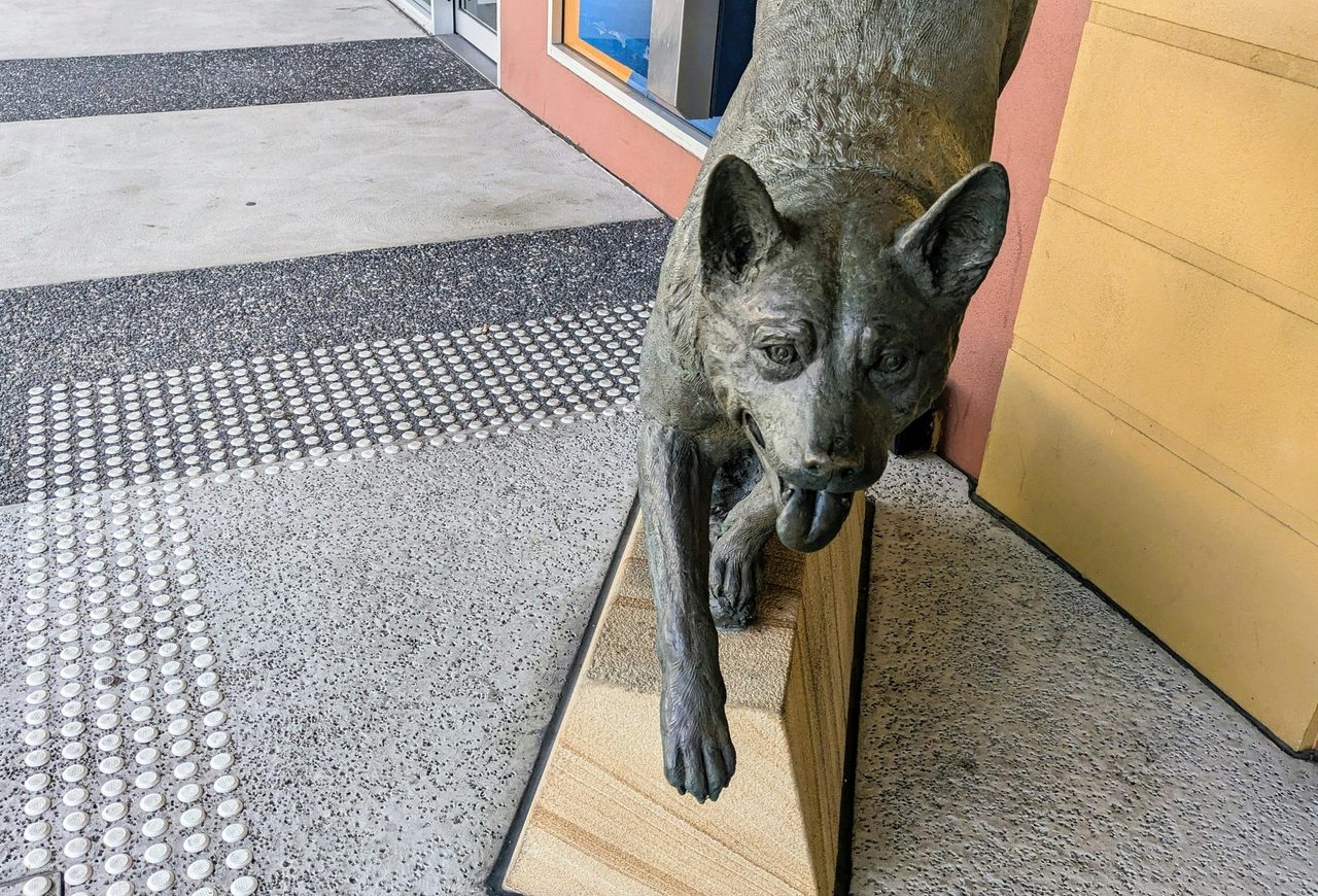 Working Dog
