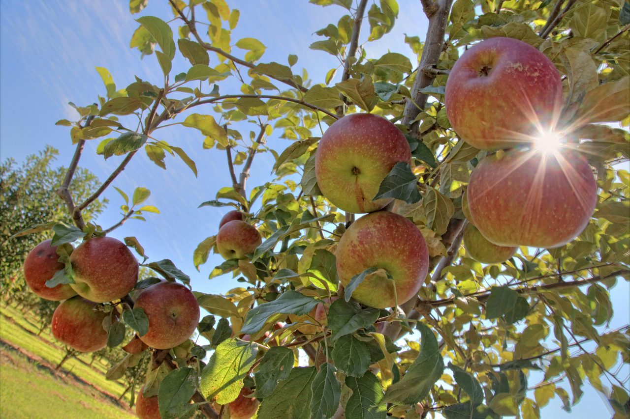 Alpine - Orchards