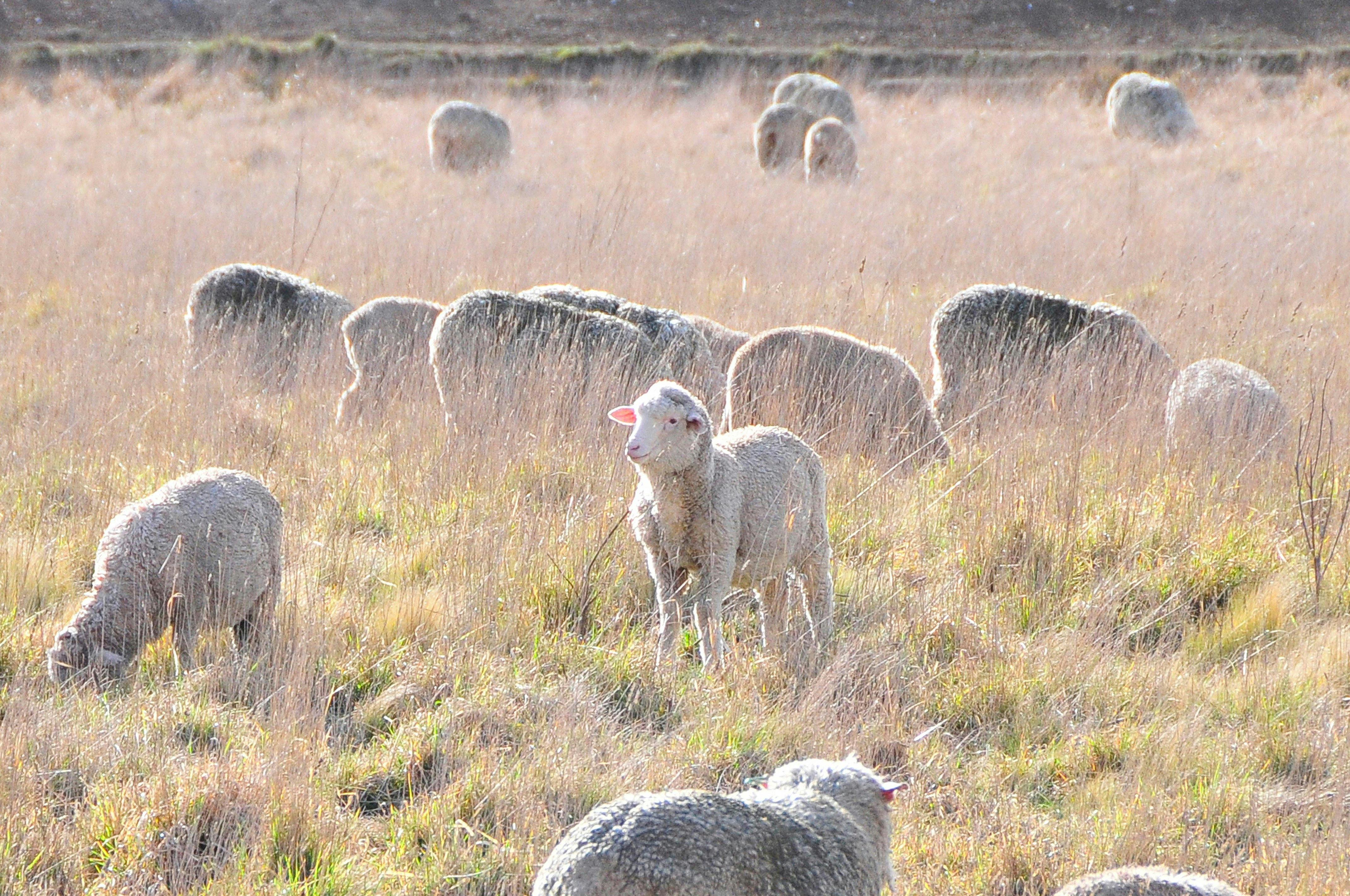 Alpine - rural countryside
