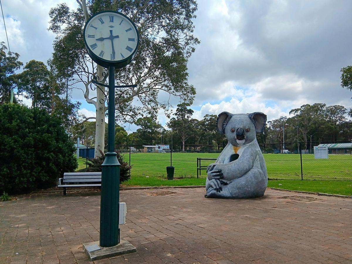 Big Koala in Appin