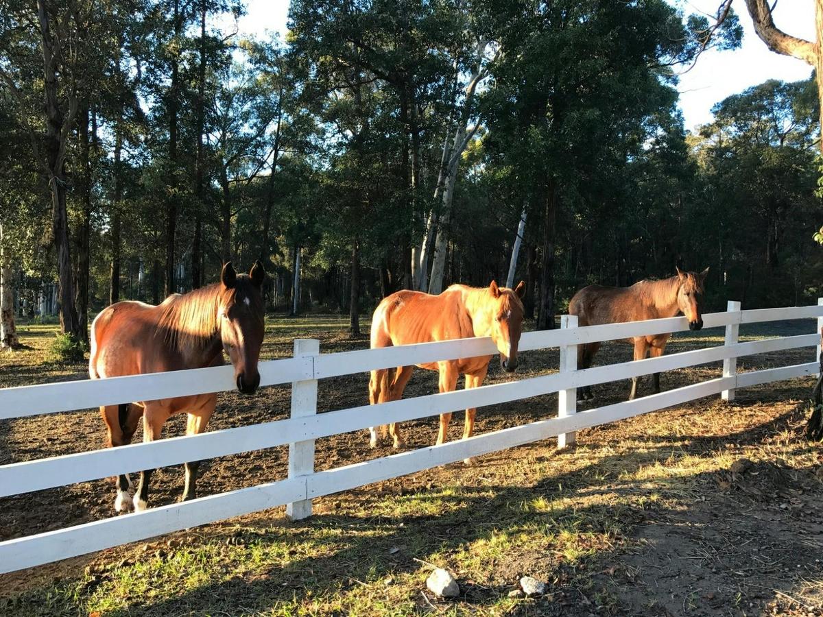 Horses in Tomerong