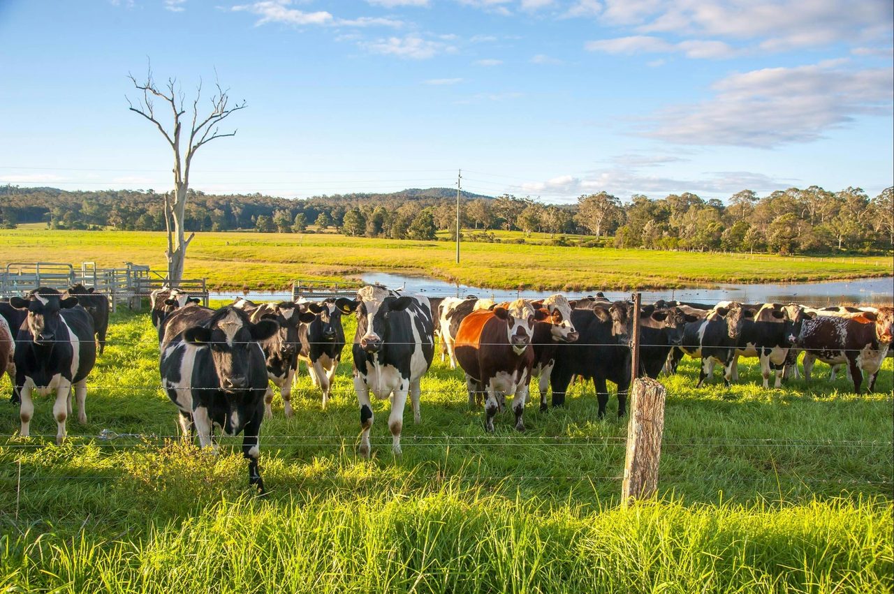 Bodalla cows