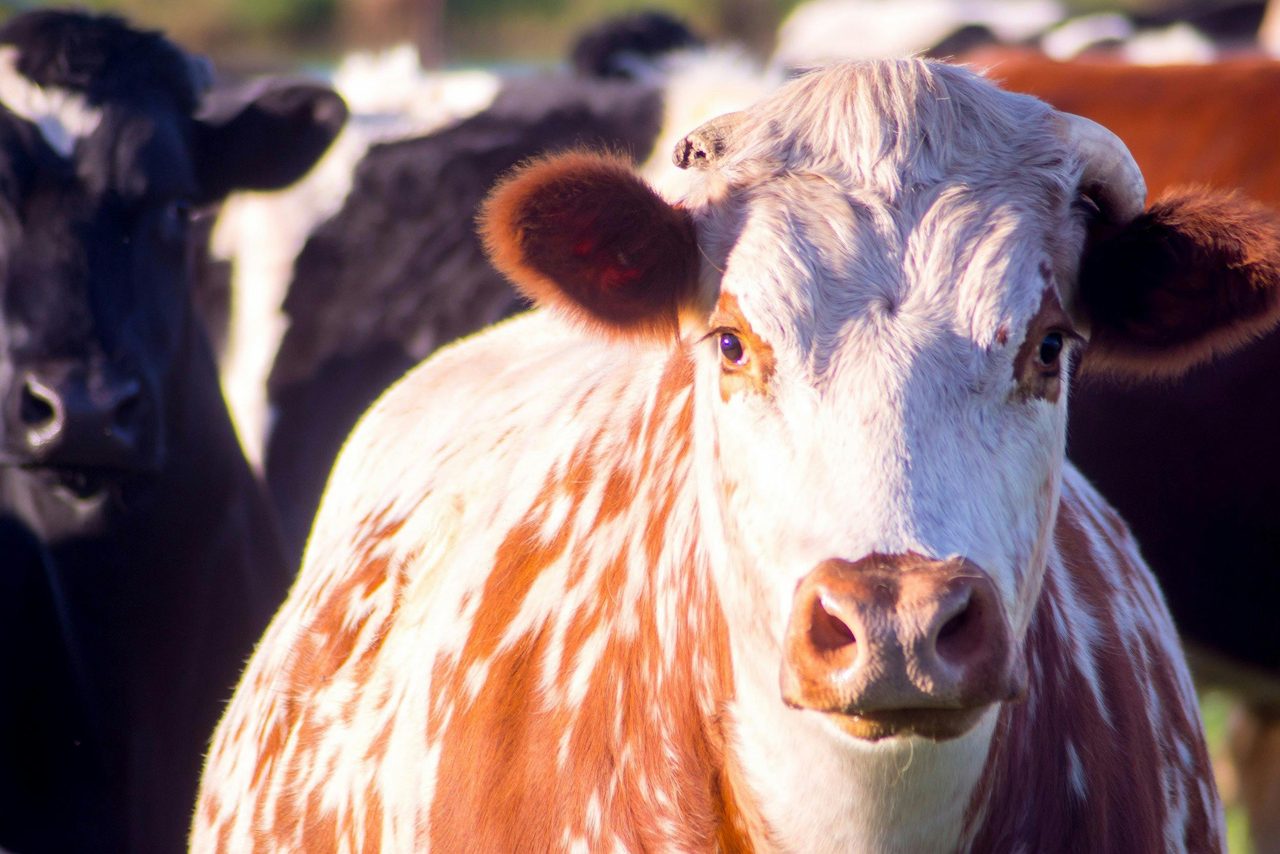 Bodalla Cow