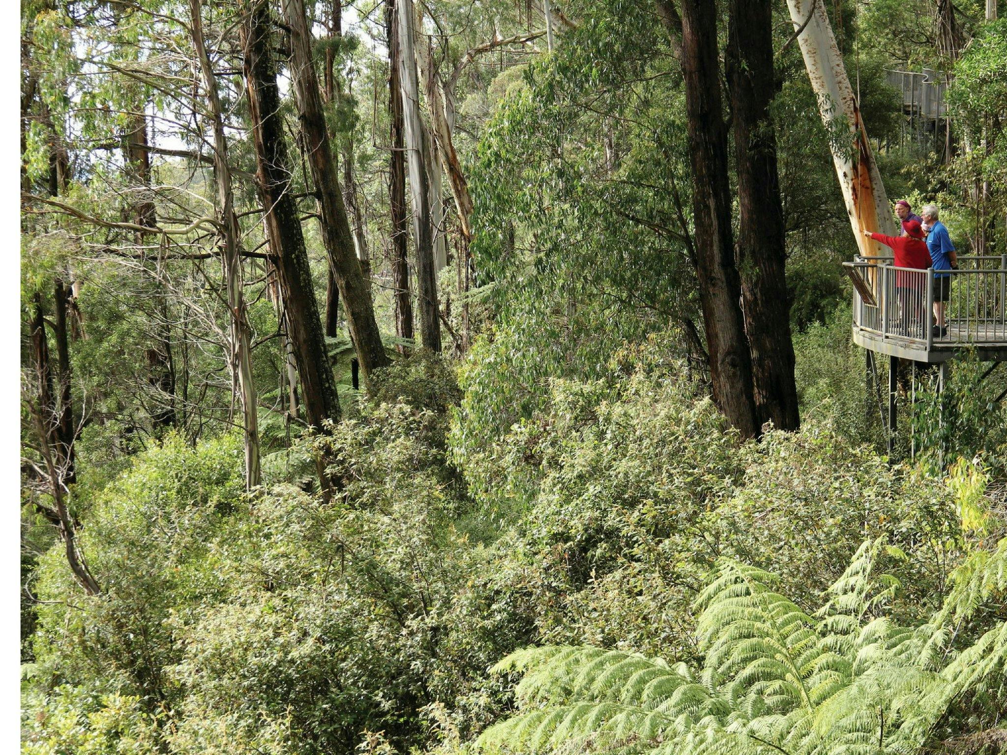 Piper's Lookout, Brown Mountain, South East Forests National Park.