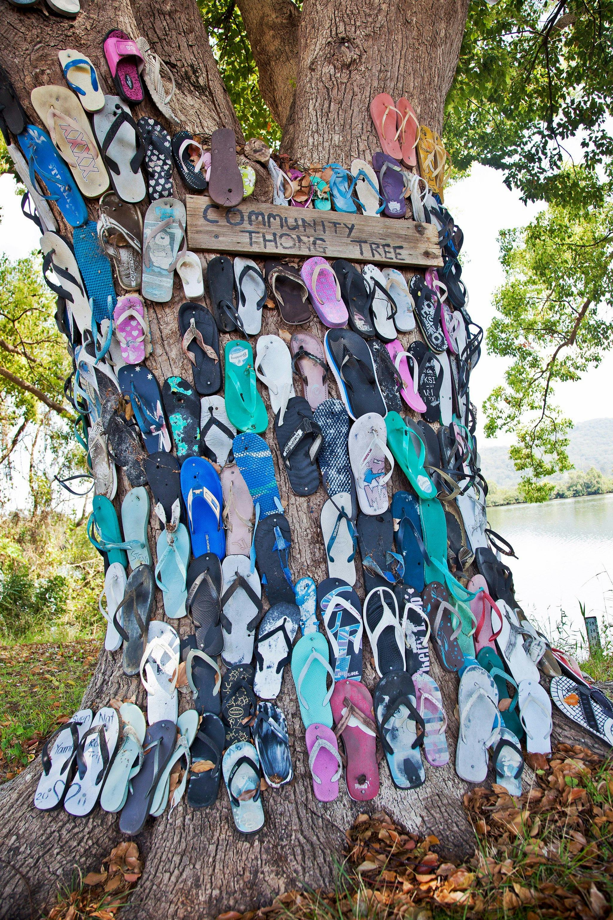 Chatsworth Island thong tree