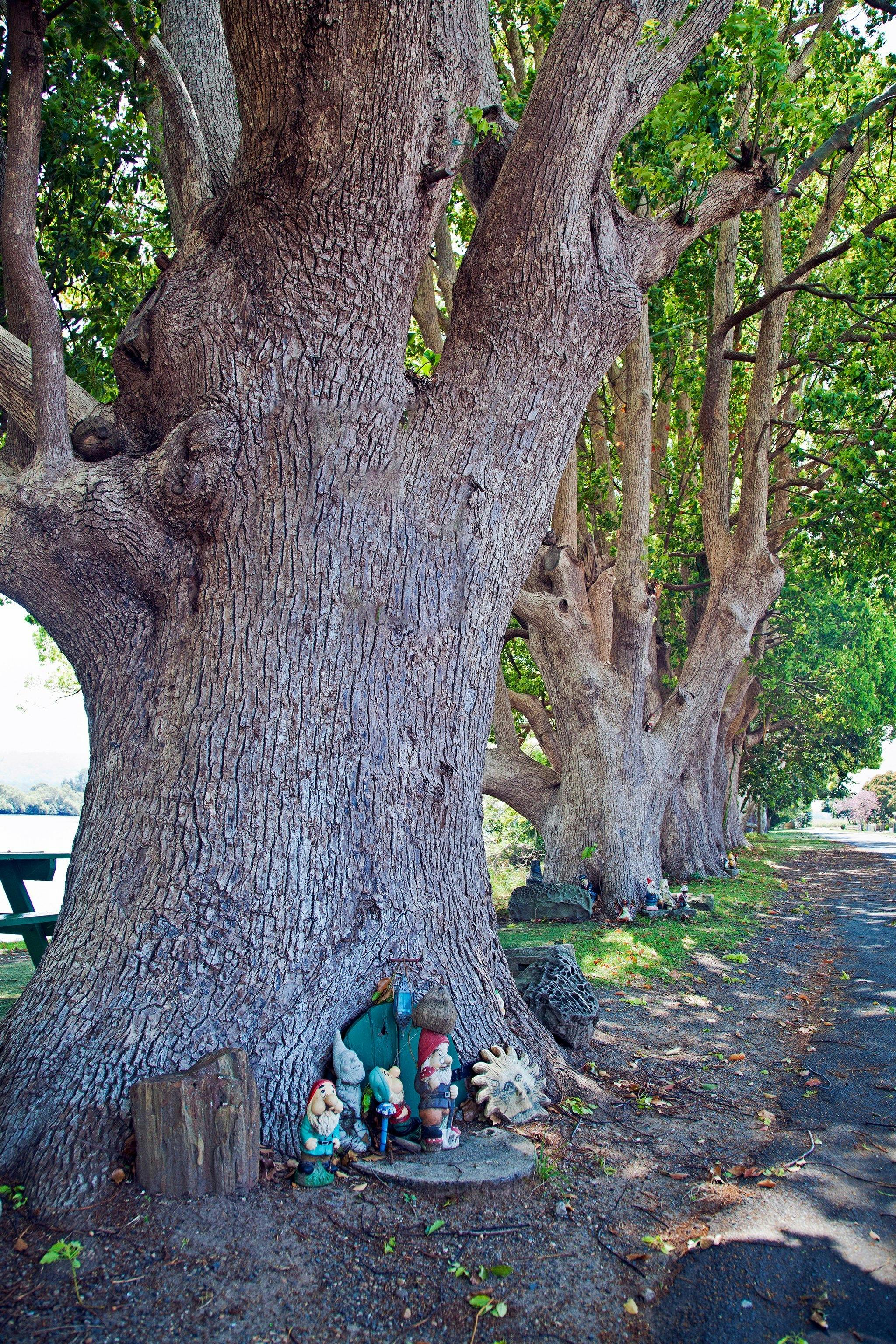 The gnomes are home in Chatsworth