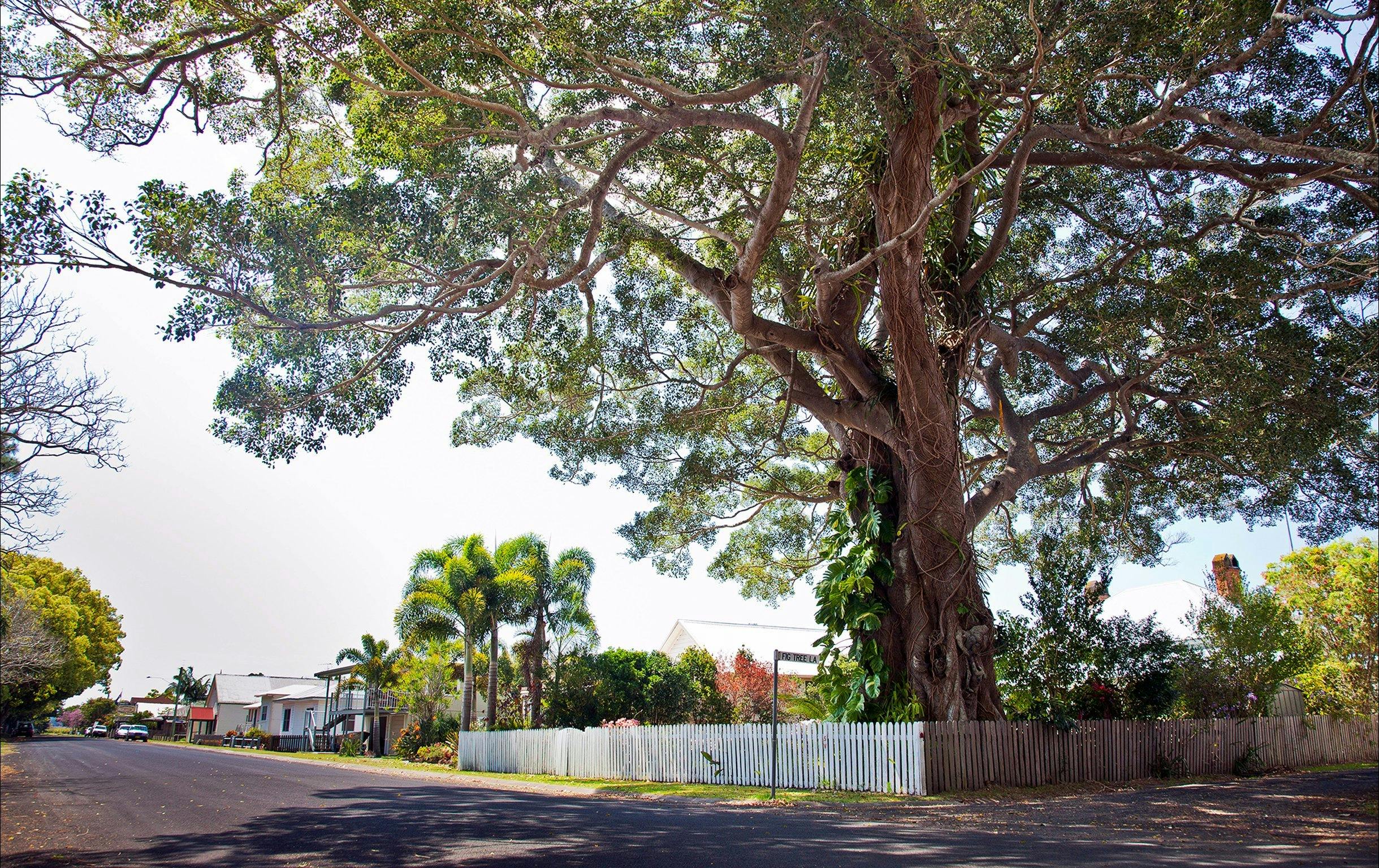 Big trees of Chatsworth