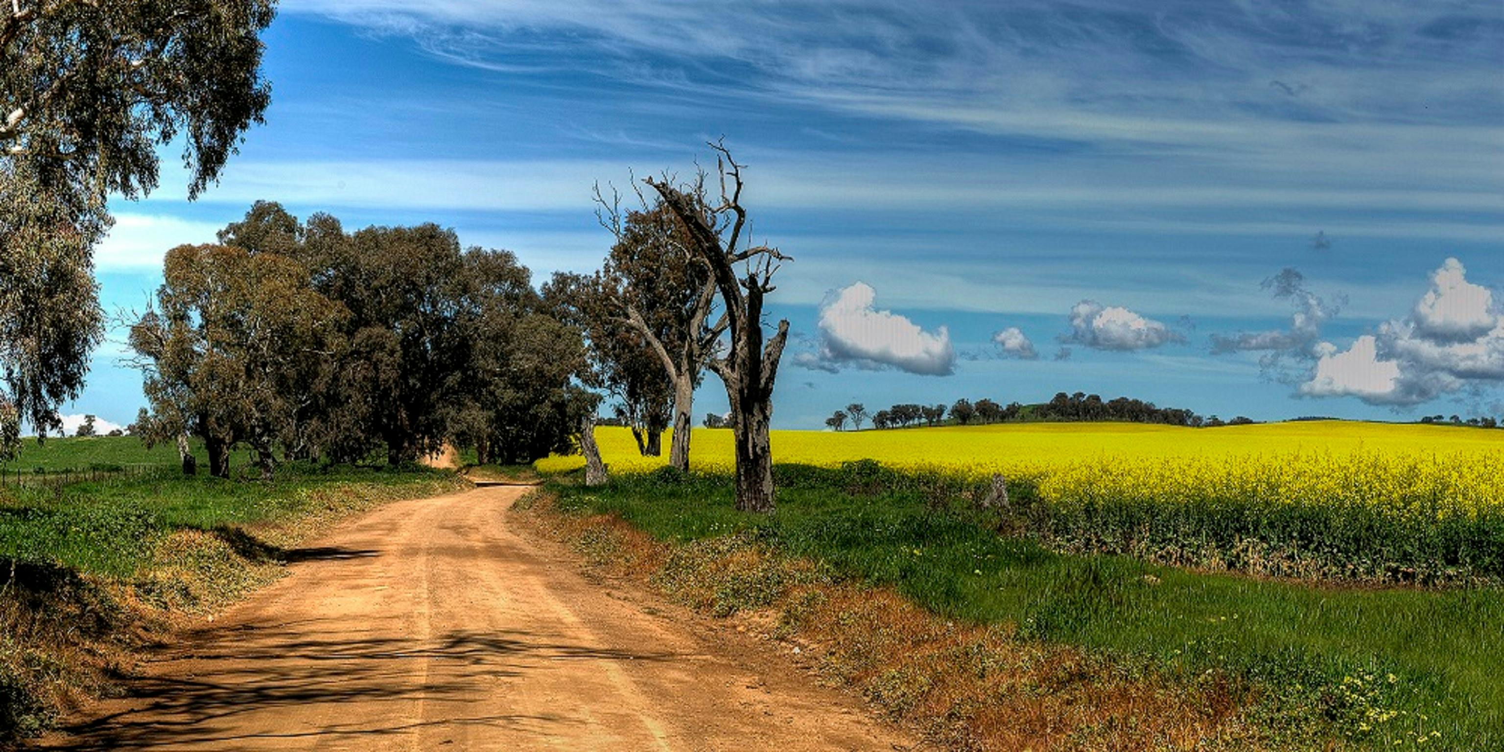 Canola Fields