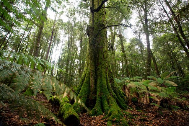 Barrington Tops Parklands