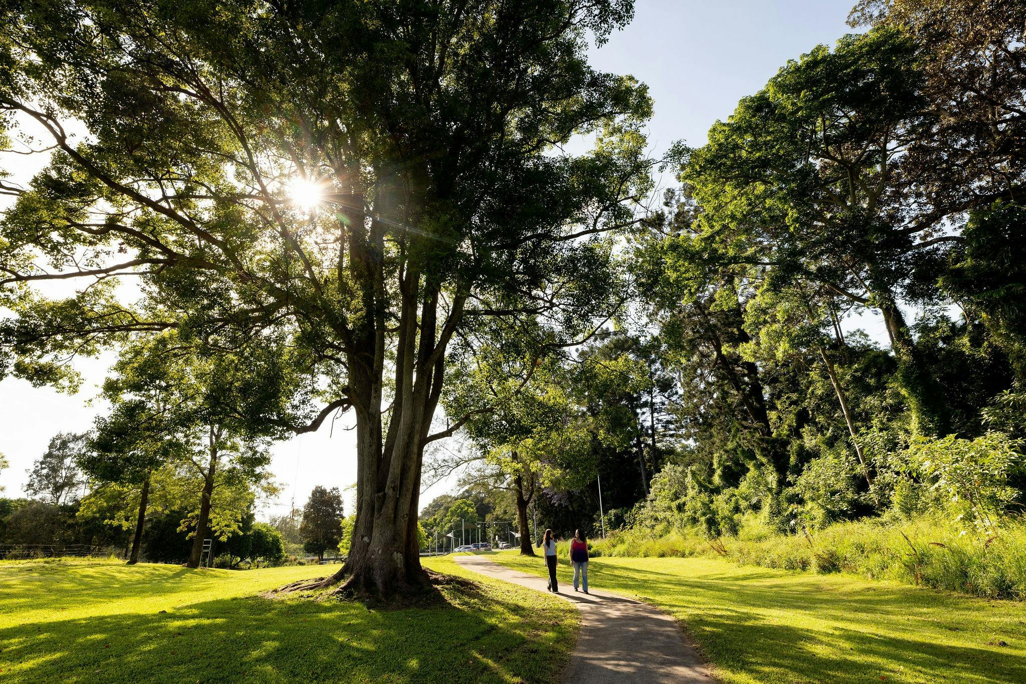 Jarrett Park Bellingen