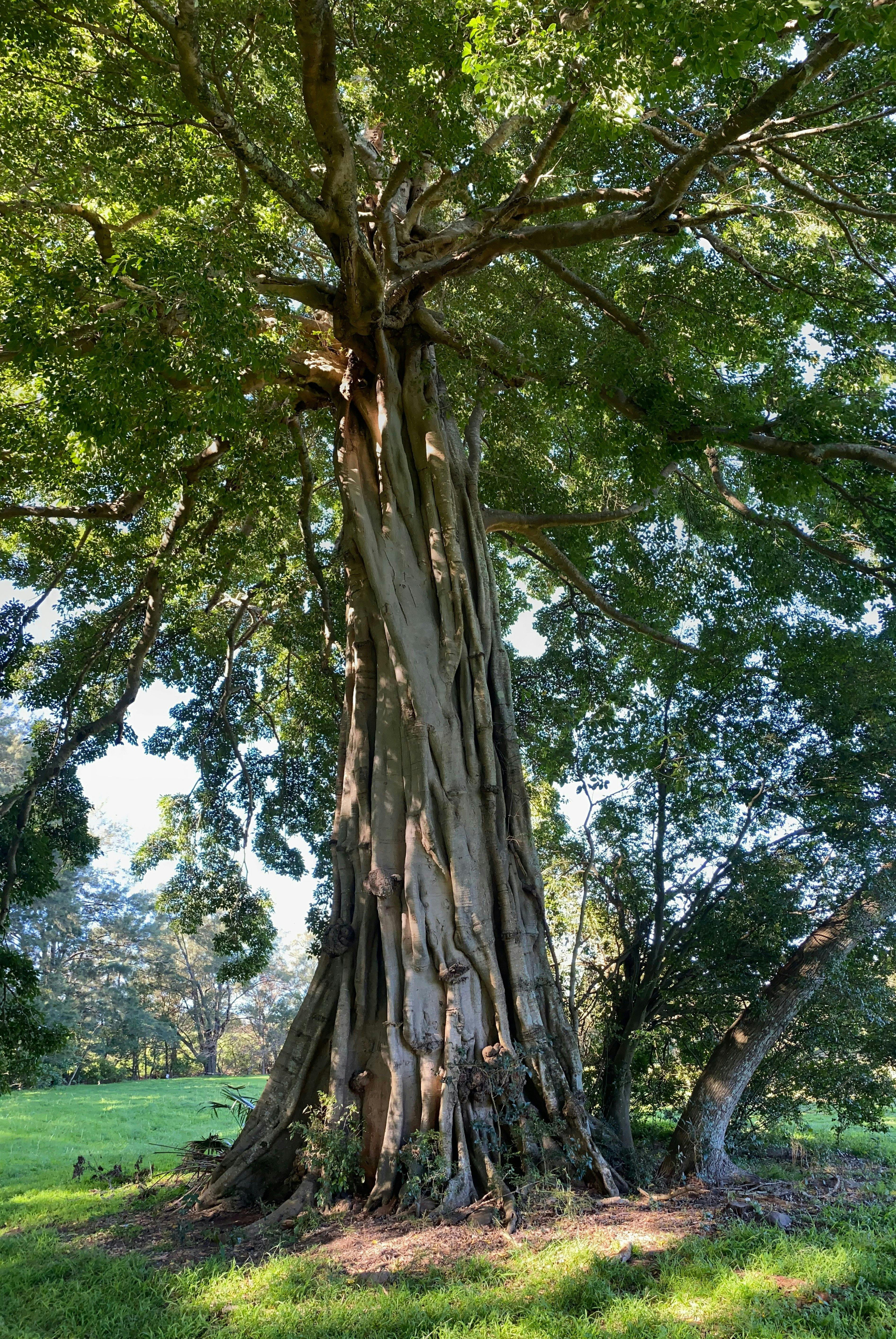 Big Fig Tree