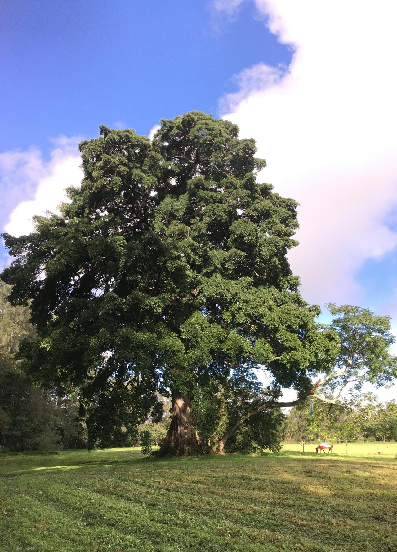 Big Fig Tree Berry