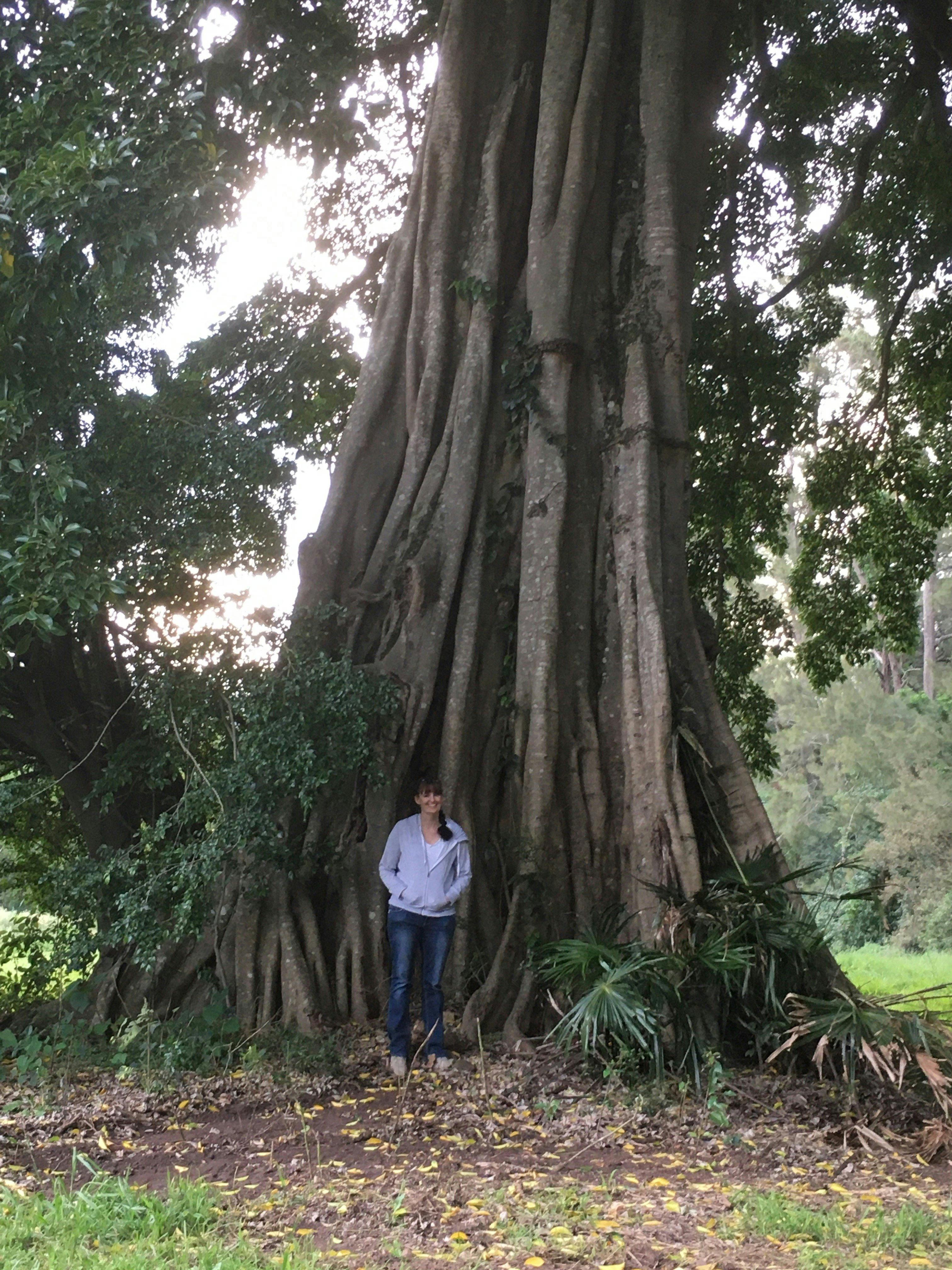 Big Fig Tree